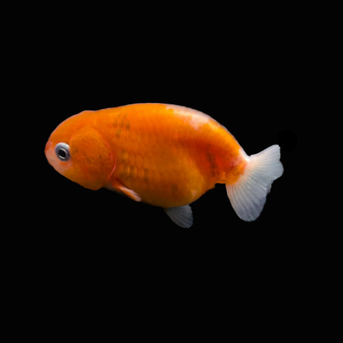 Baby Ranchu Sakura 2.5"-3" in. ID#522R4A-005