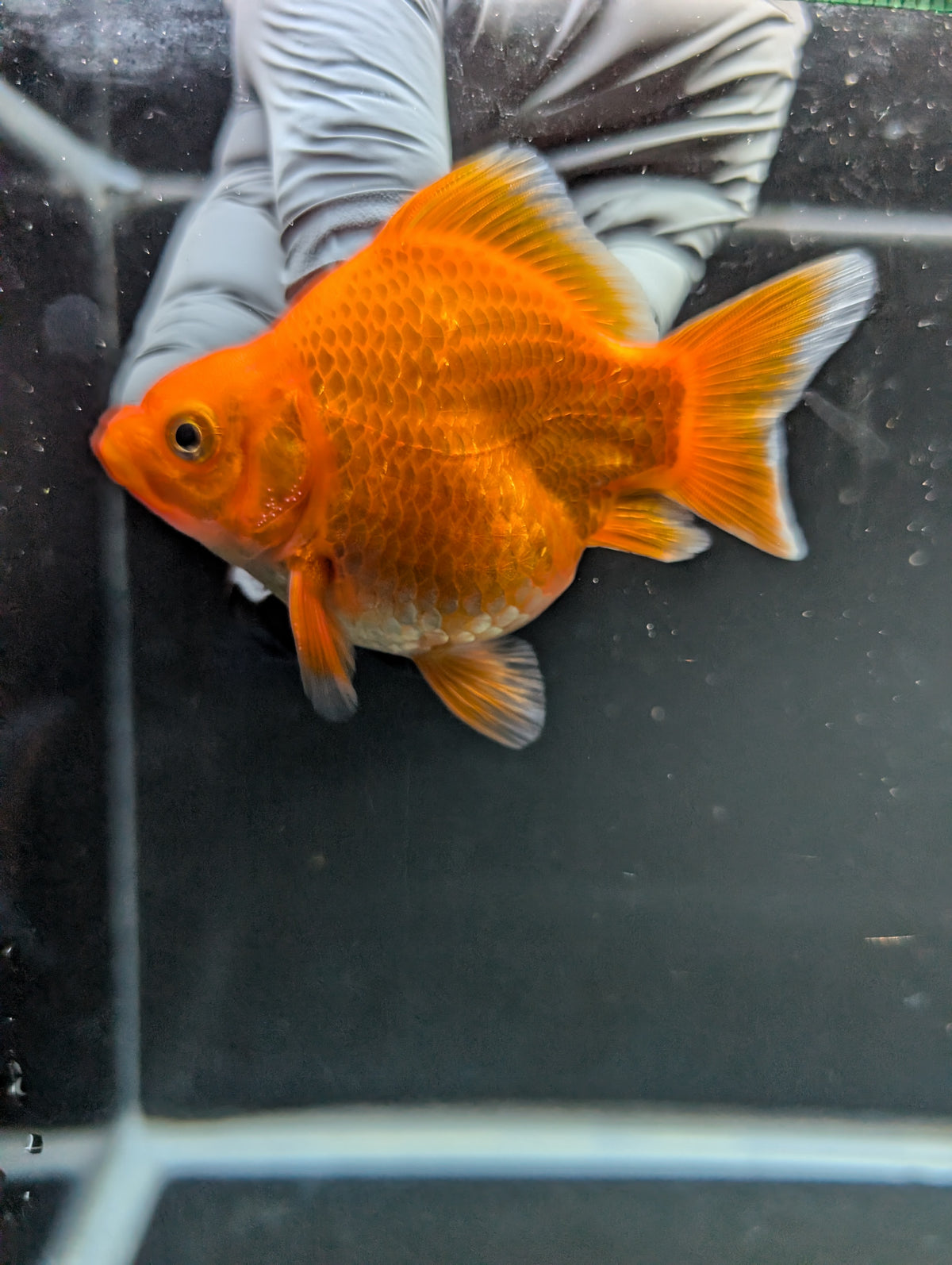 Tamasaba Red White 3"-3.5" in. ID#1009TM1B-009