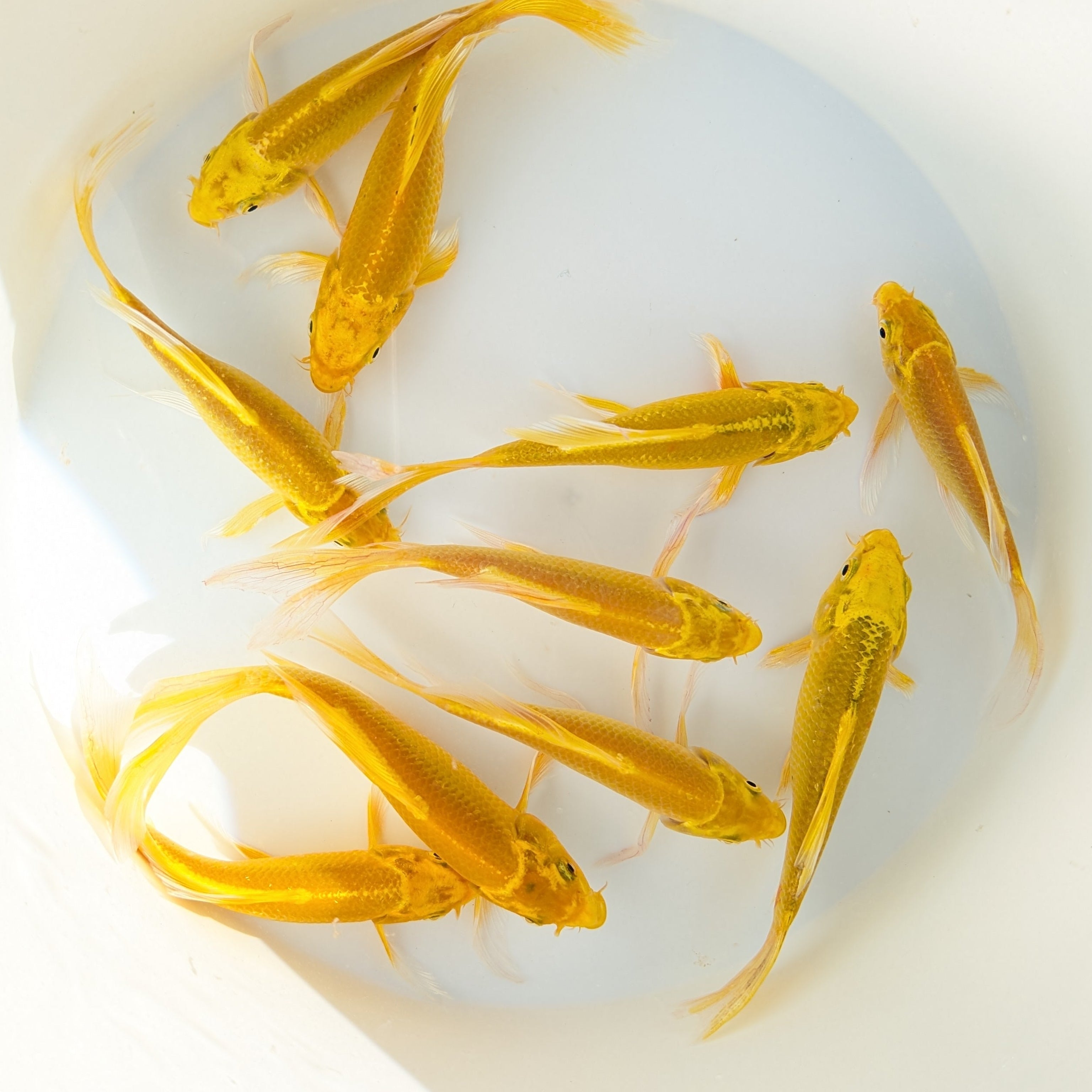 2Pack - Butterfly Yamabuki Ogon Koi 5"-6" in.  *Assorted