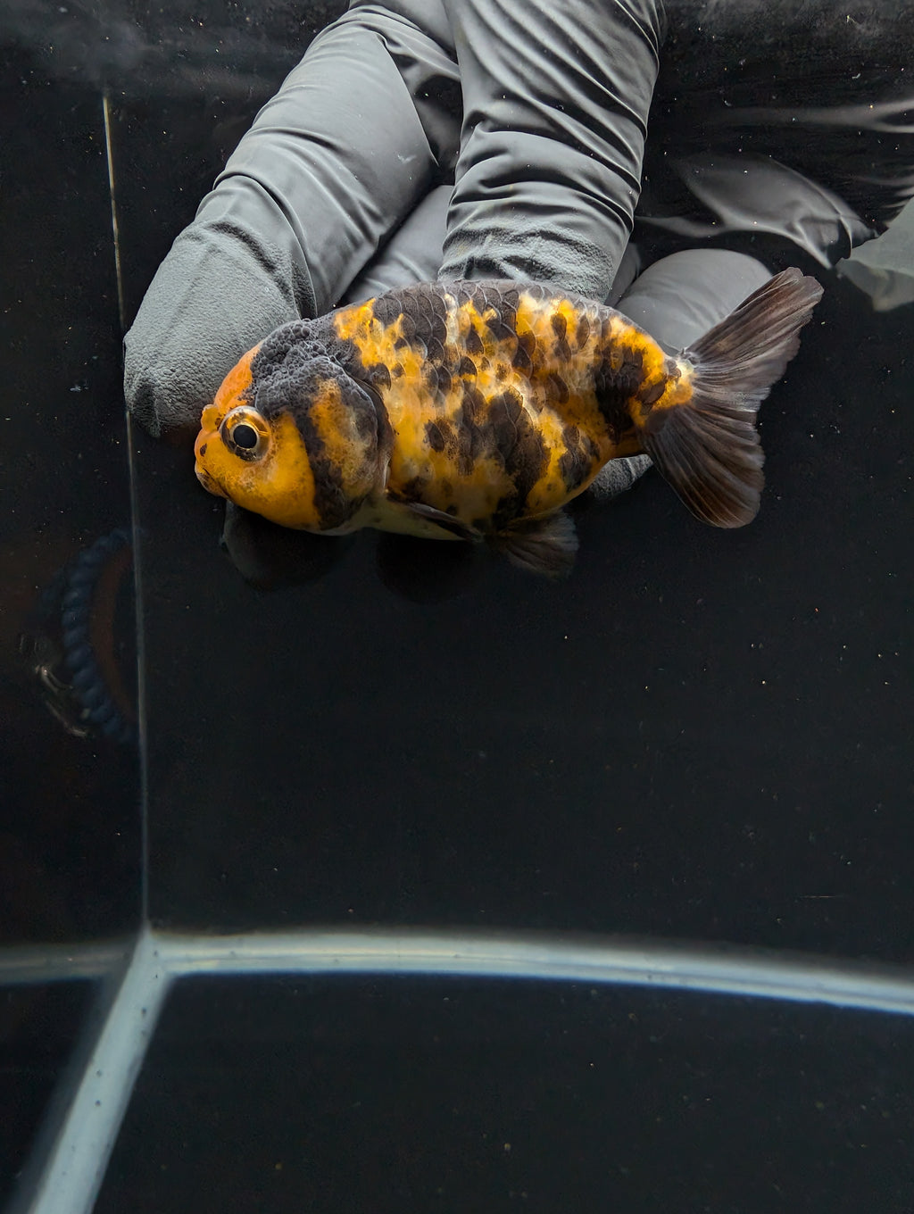 Ranchu Calico 3"-3.5" in. ID#605R4A-078