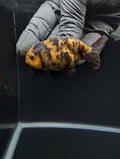 Ranchu Calico 3"-3.5" in. ID#605R4A-078