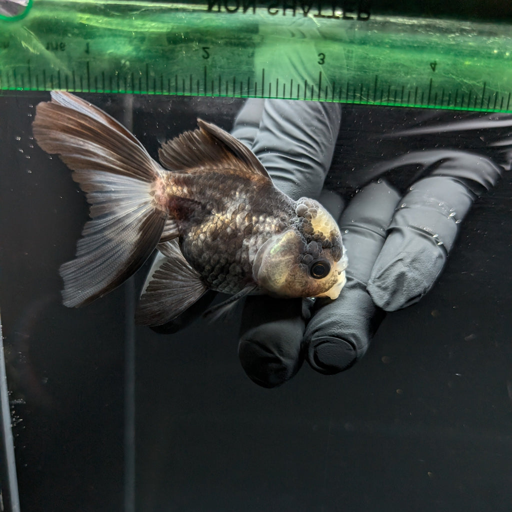 Juvenile Thai Oranda Panda 3"in.  ID#821T1A-023