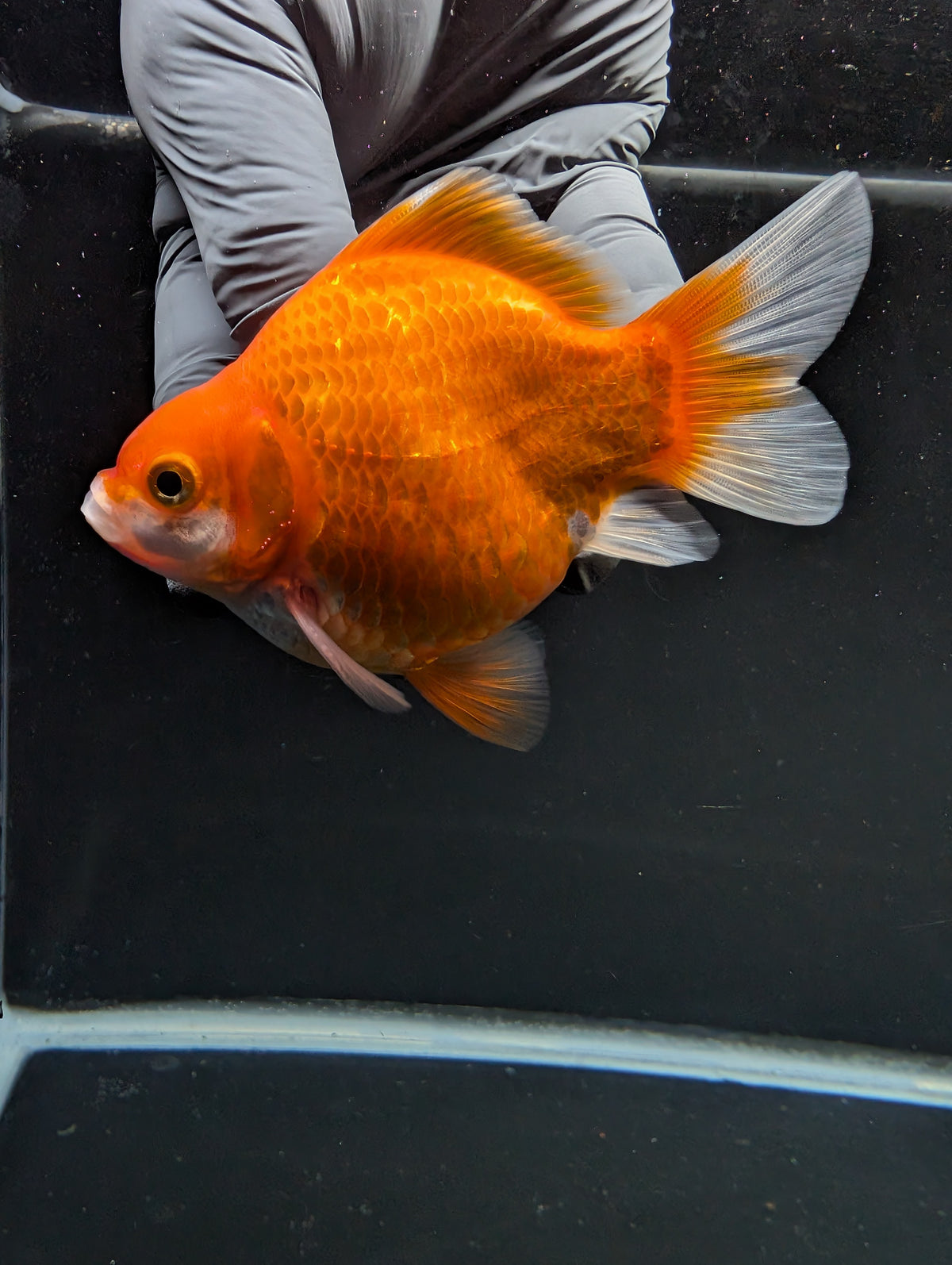 Tamasaba Red White 3"-3.5" in. ID#1009TM1B-004