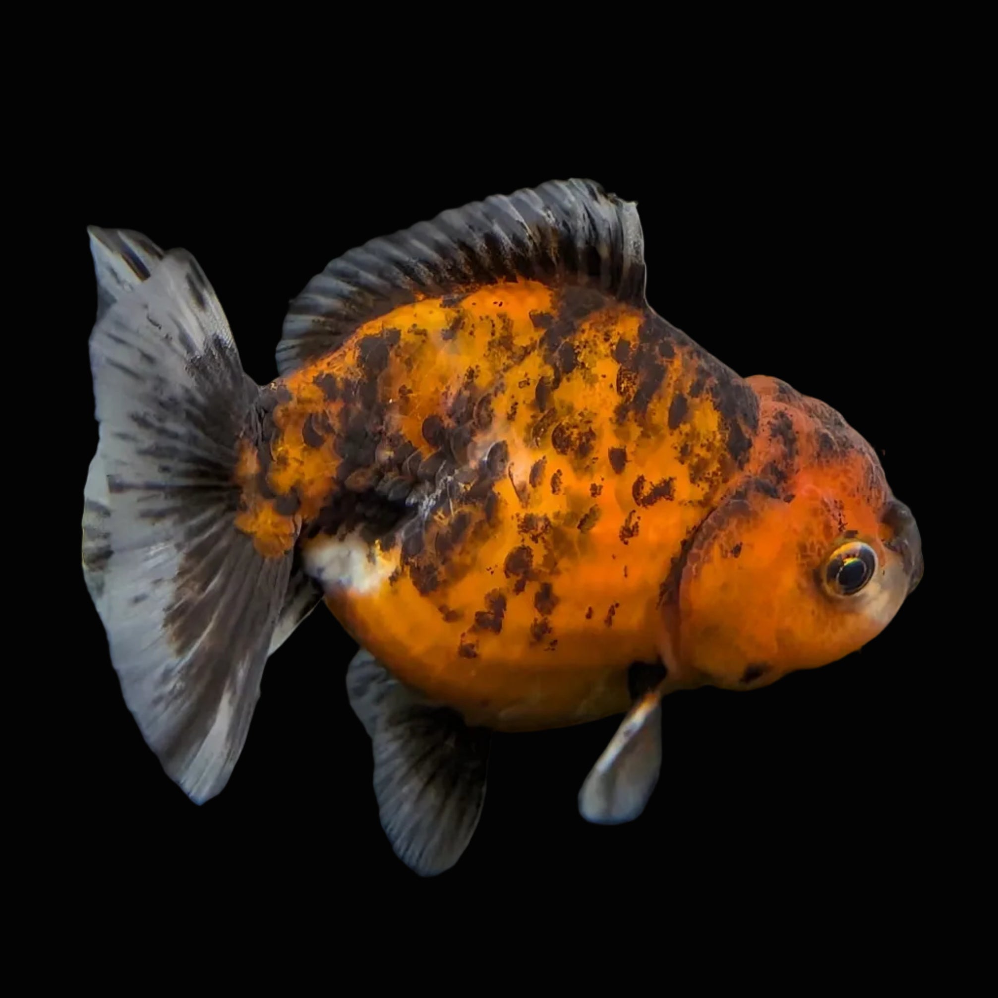 Thai Oranda Shogun Calico 4" in. ID#703SG7A-009