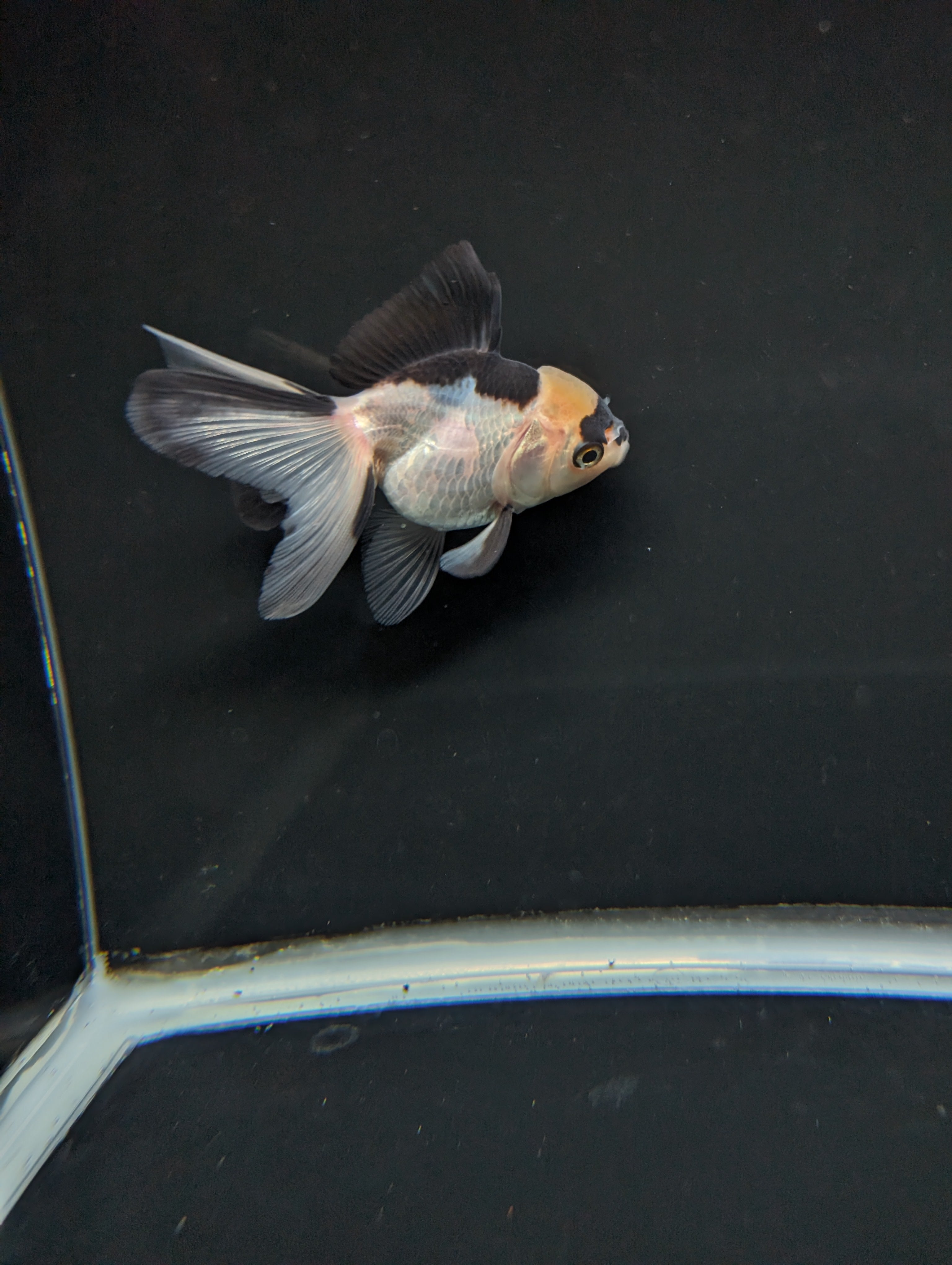 Juvenile Thai Oranda Panda 3"in.  ID#814T1A-007 Please See Notes.