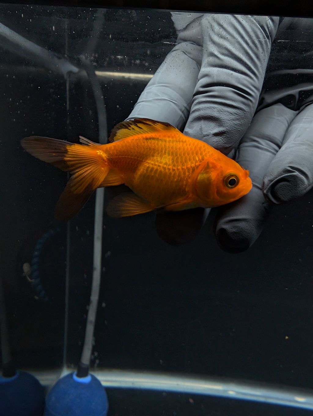 Juvenile Oranda Red Black 3"-3.5"in.  ID#529T1A-057