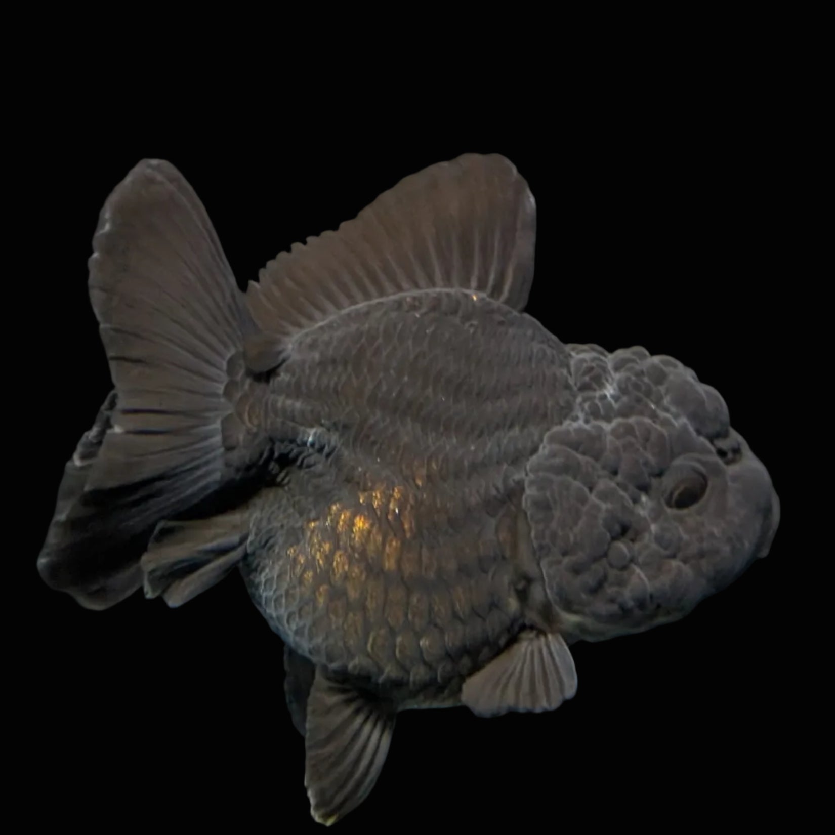 Thai Oranda Shogun Calico 4" in. ID#703SG7A-006 Please See Notes.