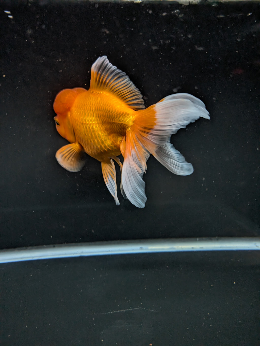Jumbo Oranda Red White 6.5"-7"in.  ID#522T4B-002
