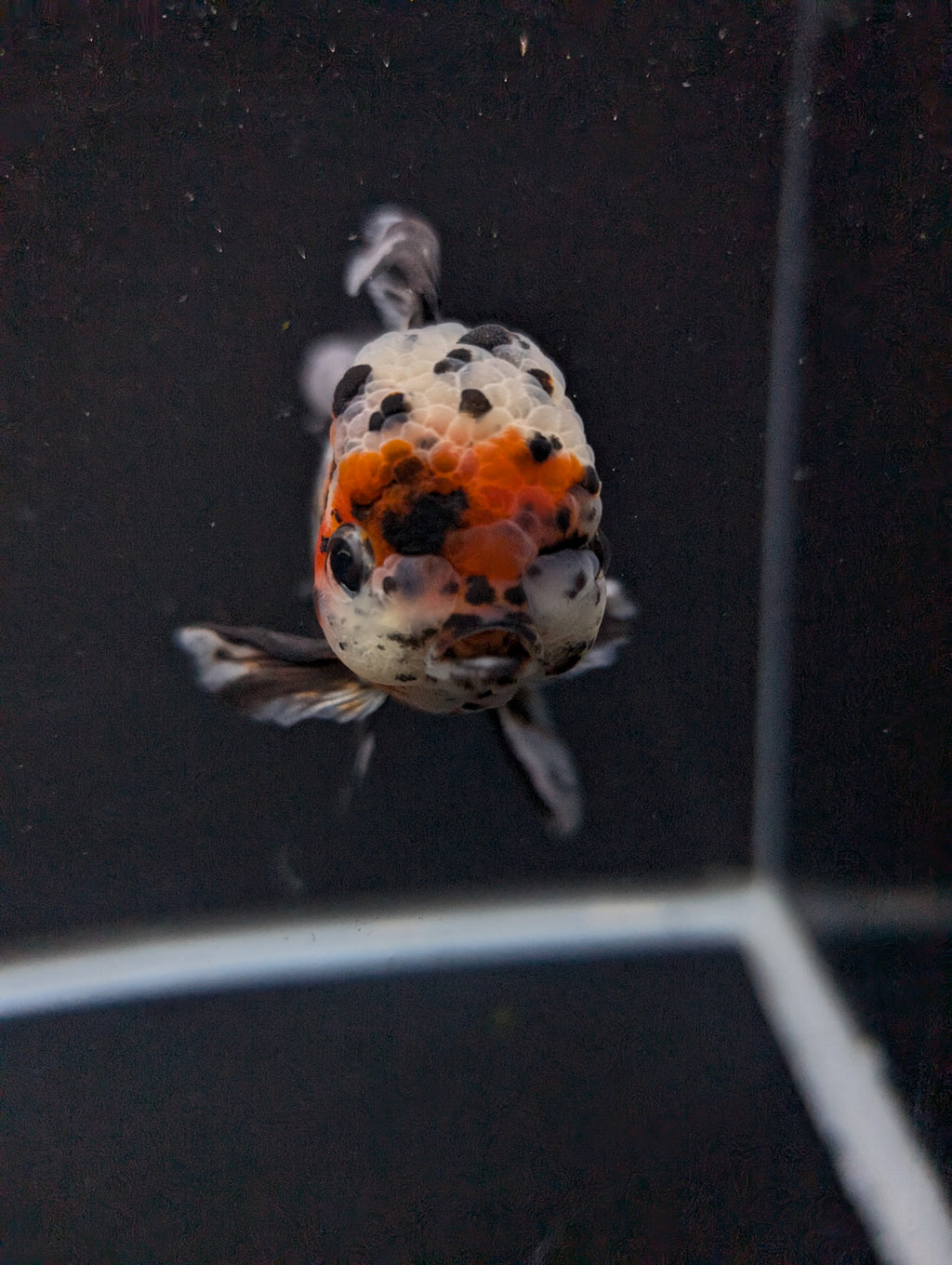 Calico Oranda 5"in. ID#821LB2A-63