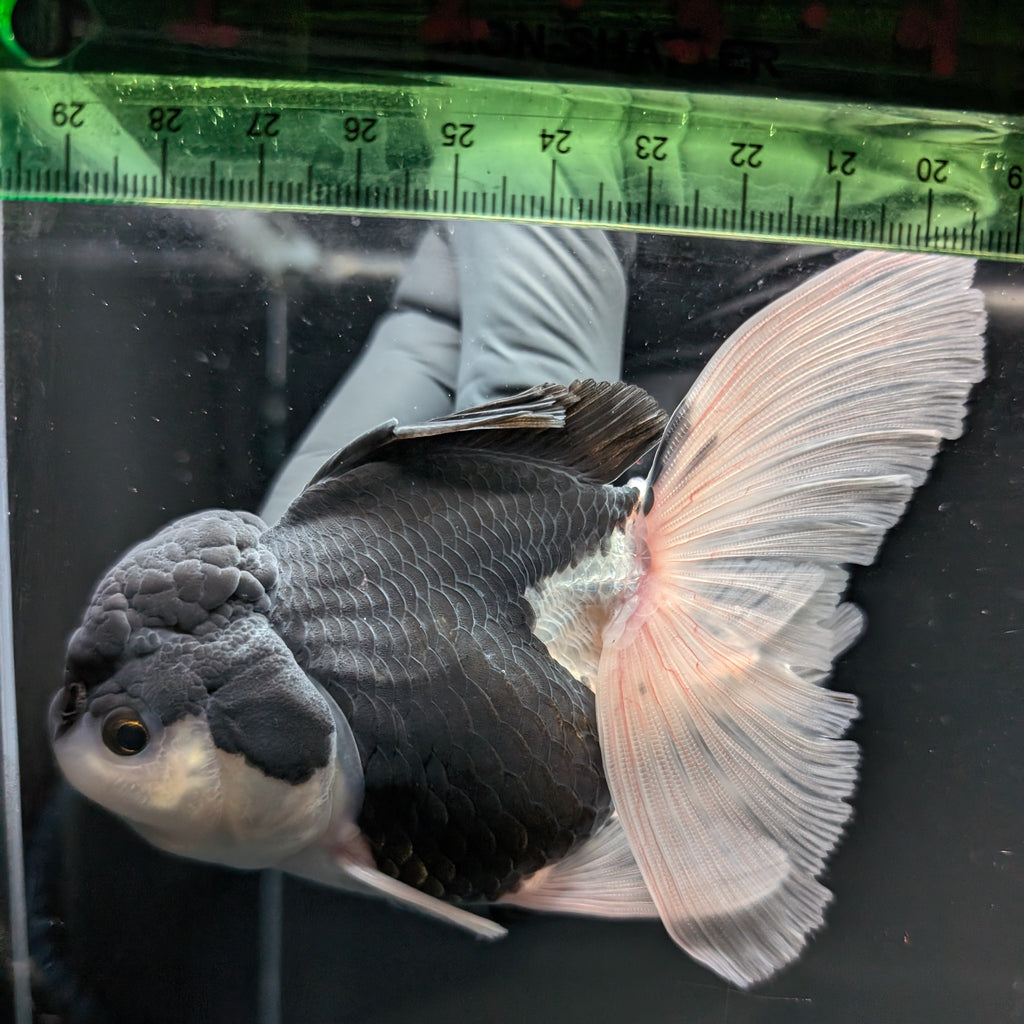 Thai Oranda Panda  4.5"-5"  ID#718T5B-002