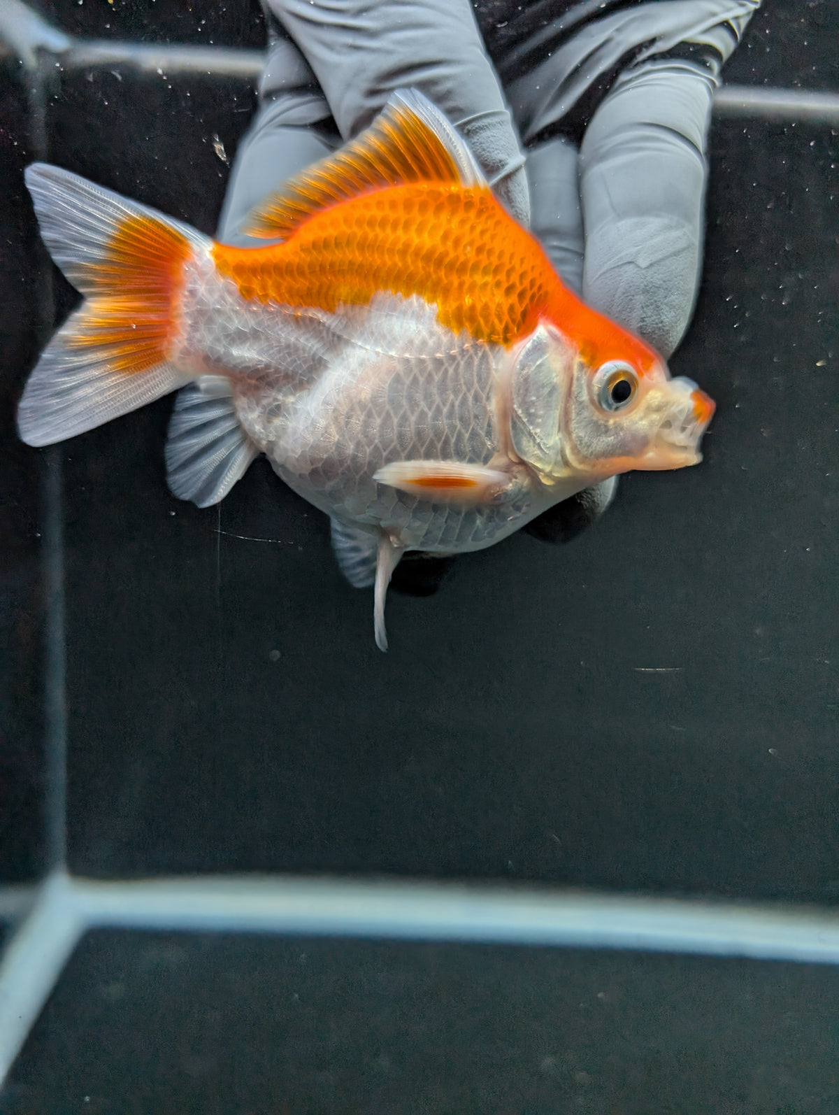 Tamasaba Red White 3"-3.5" in. ID#1009TM1B-006