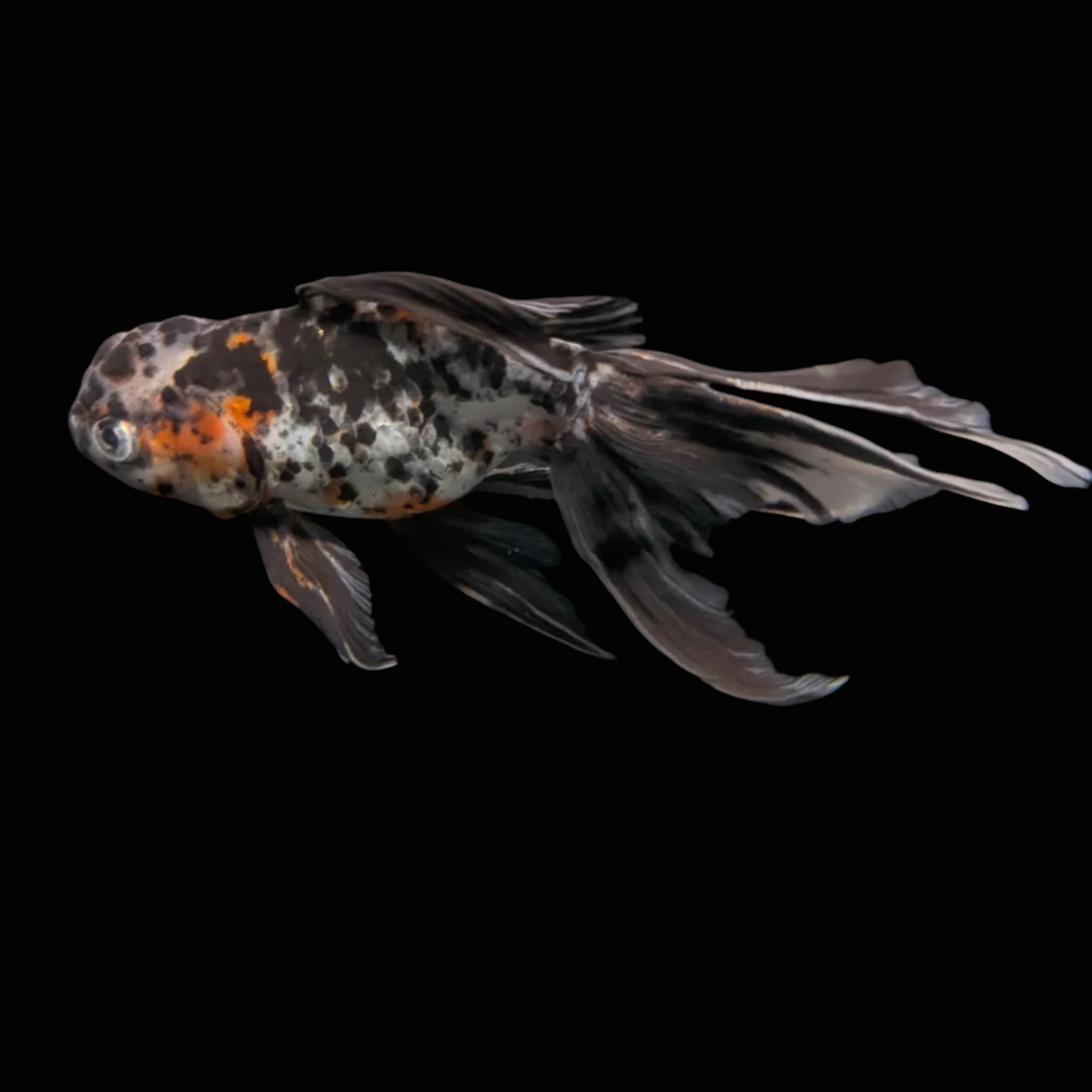Calico Oranda 5"in. ID#821LB2A-61 Please See Notes.