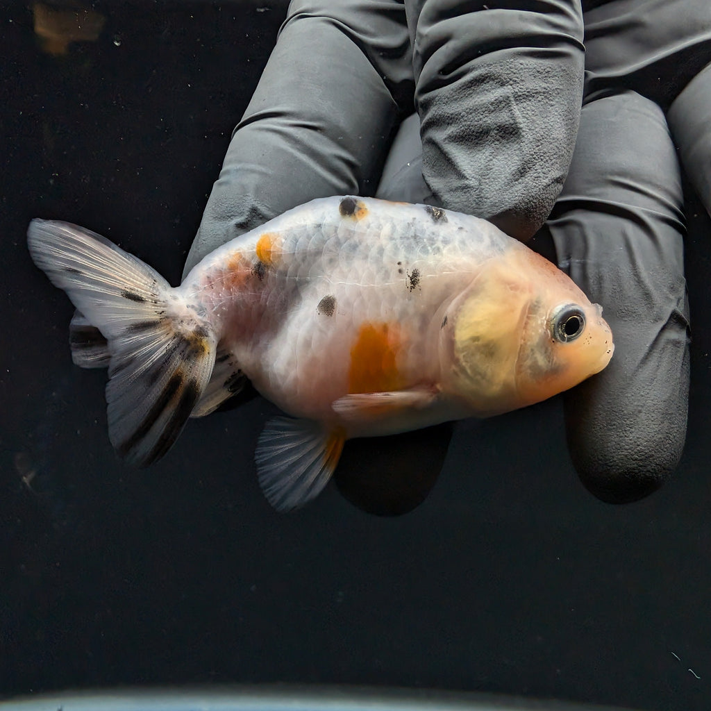 Ranchu Calico 2.5"-3" in. ID#717R4A-007