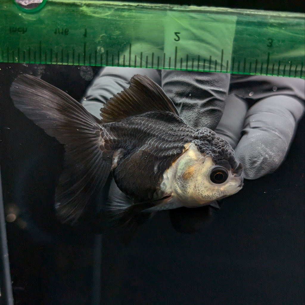 Thai Baby Oranda Panda 3"in.  ID#807T1A-003