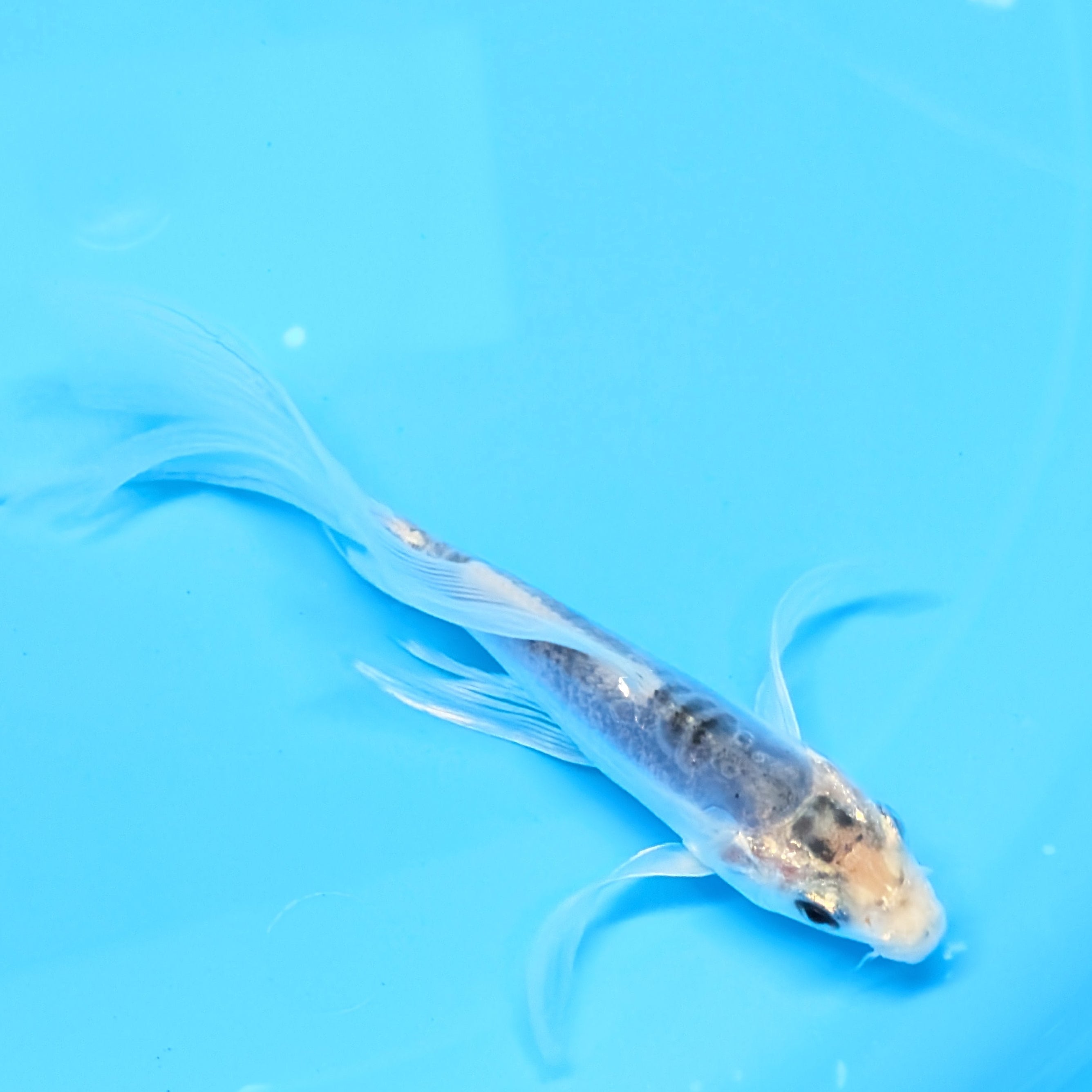 Blue Shusui Butterfly Koi  5"-6" in. ID#727BFK-005
