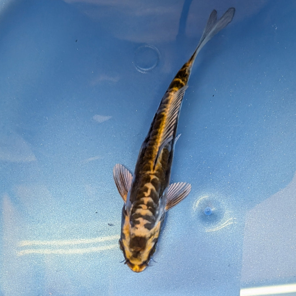 Kin Kikokuryu Koi  4"in. ID#806BFK-025