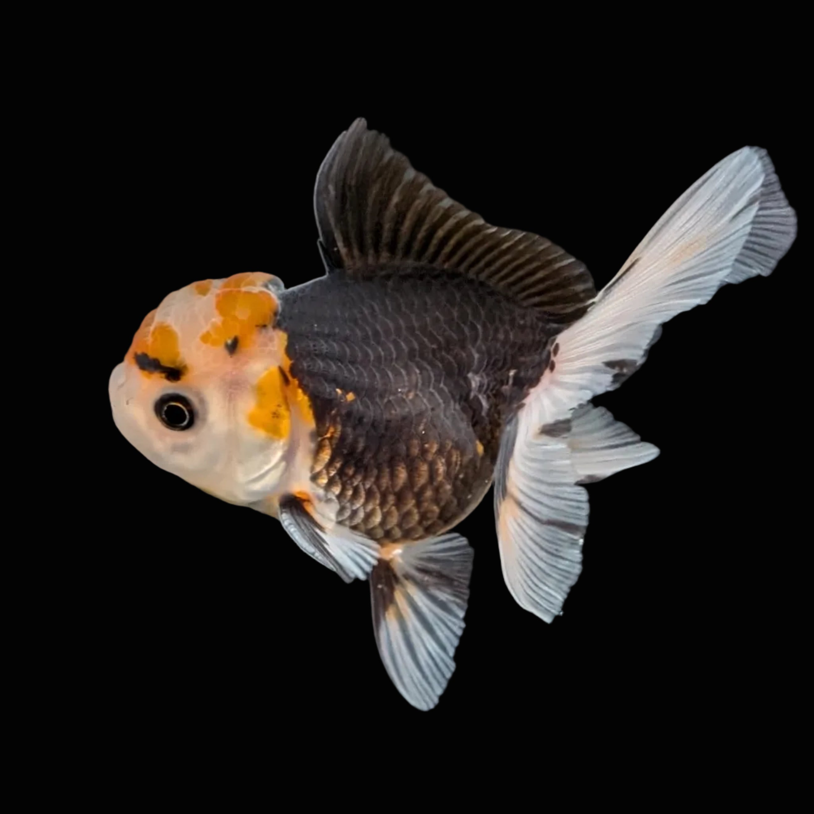 Juvenile Oranda Tricolor 3.5"-4" in.  ID#410T8A-014