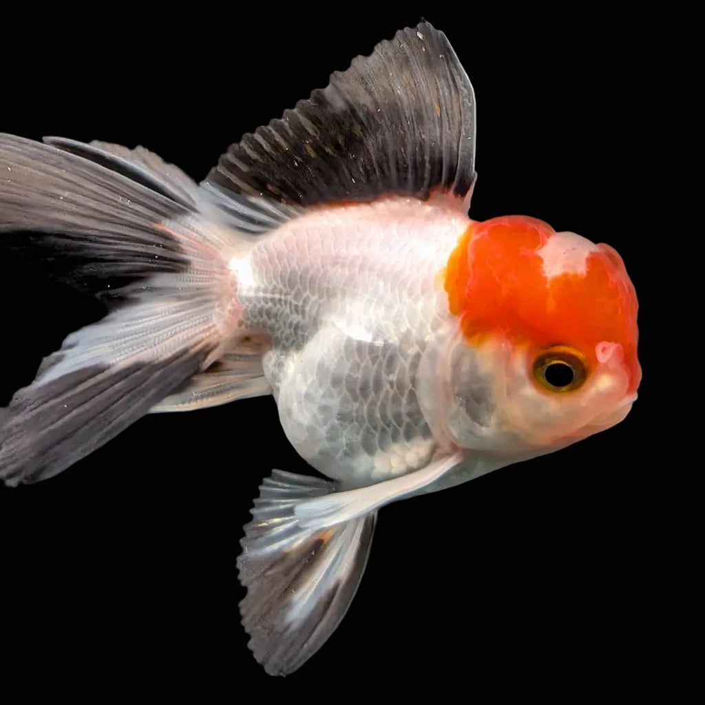 Juvenile Oranda Tricolor 3.5"-4" in.  ID#424T1A-001