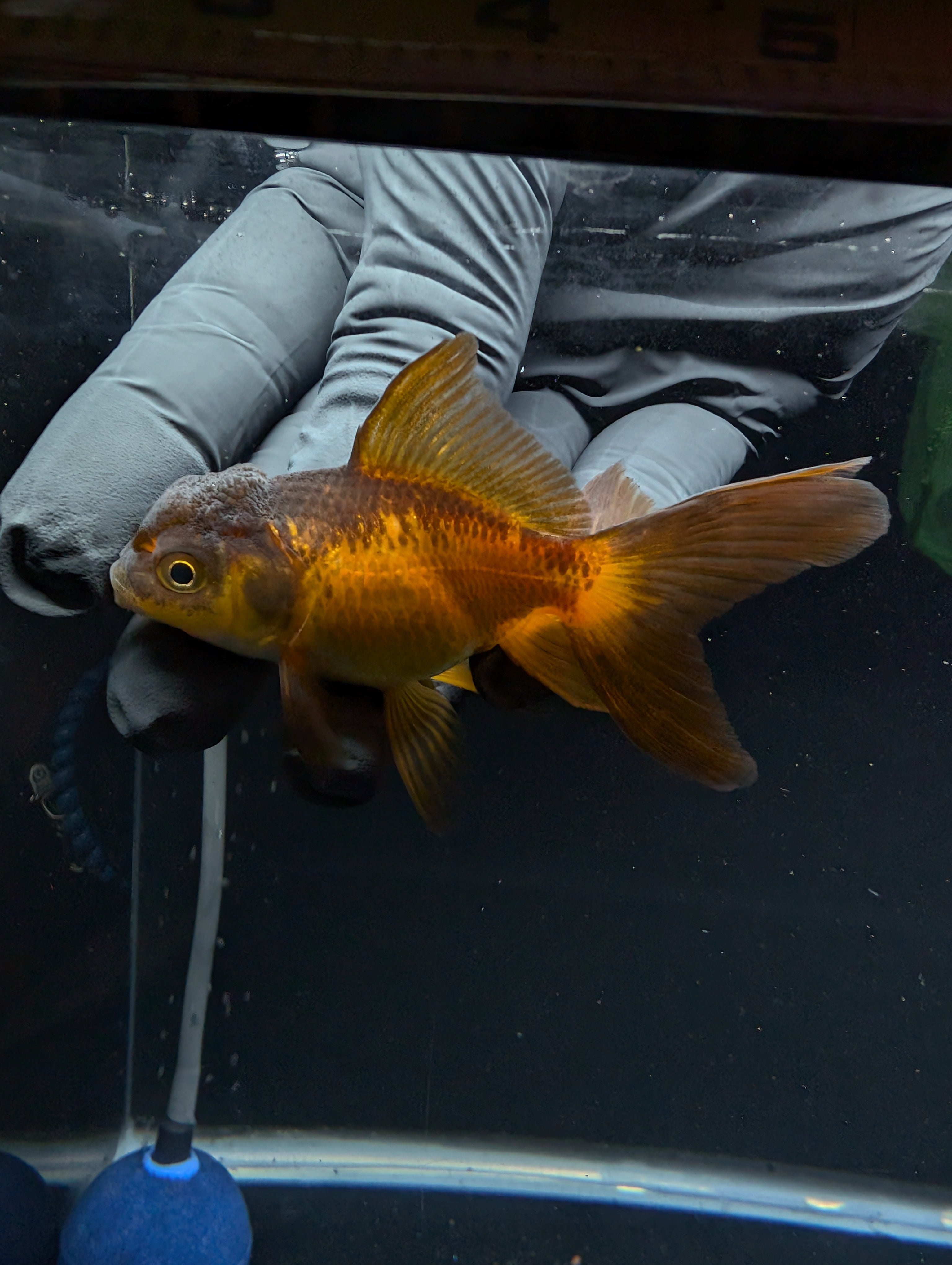 Juvenile Oranda Red Black 3"-3.5"in.  ID#529T1A-062