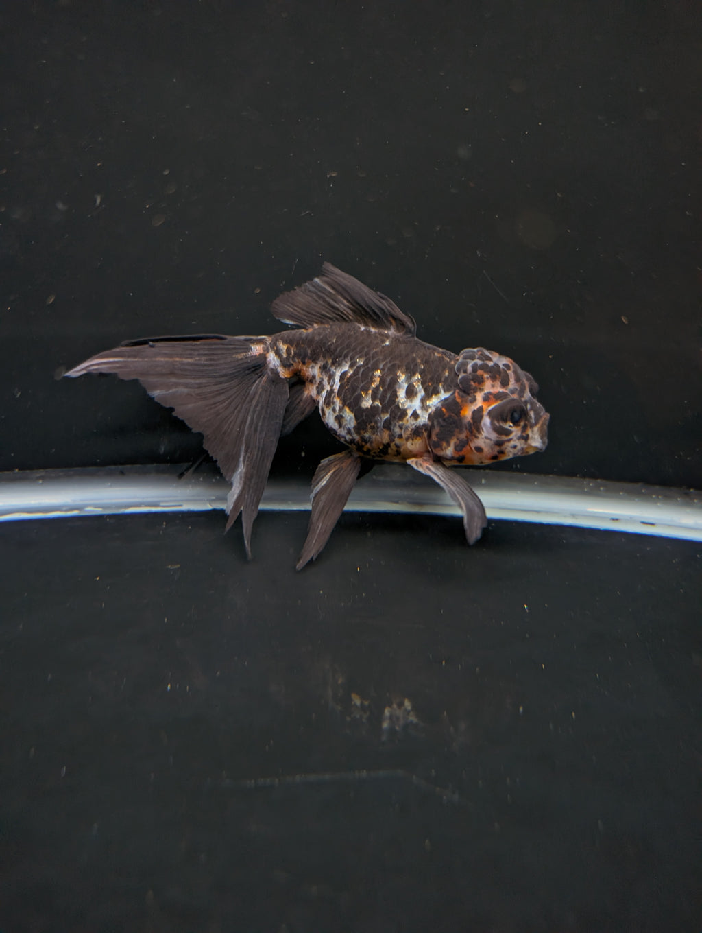Calico Oranda 4.5"-5"in. ID#911LB2A-001