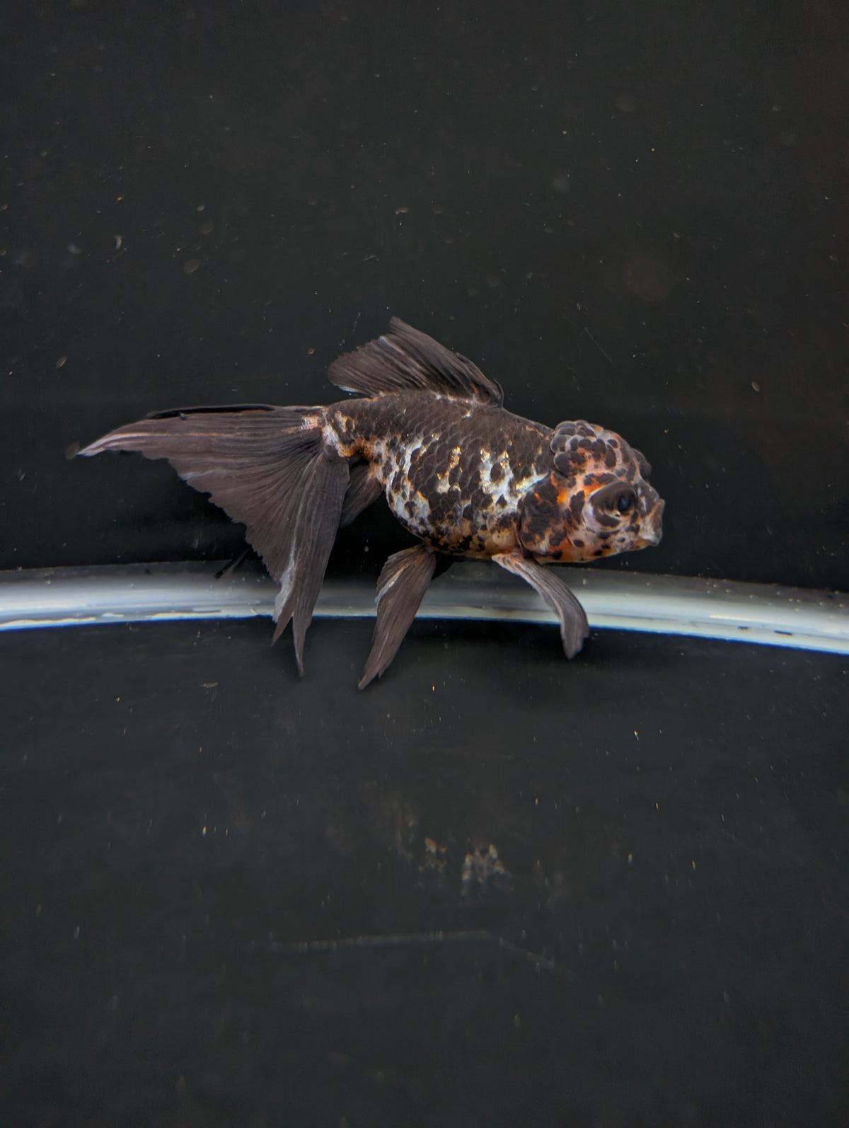 Calico Oranda 4.5"-5"in. ID#911LB2A-001