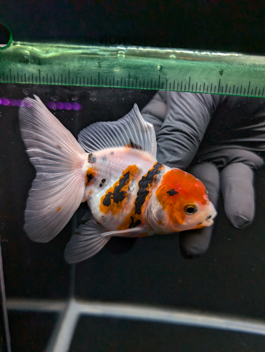 Thai Oranda White Tiger Calico 4"-4.5"in.  ID#1016T1A-002