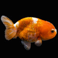 Jumbo Ranchu Sakura 3.5"- 4" in. ID#626R8A-004