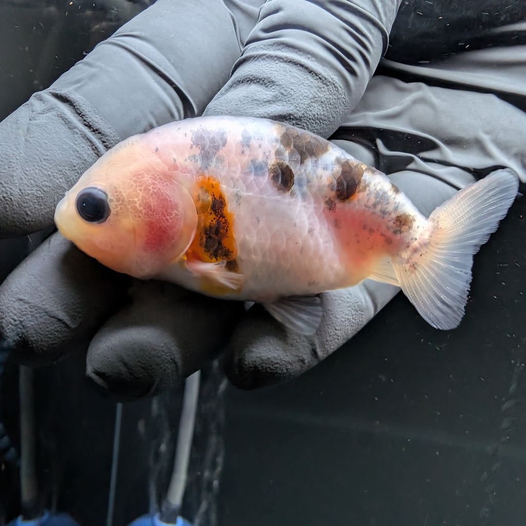 Ranchu Calico 3"-3.5" in. ID#522R4A-008