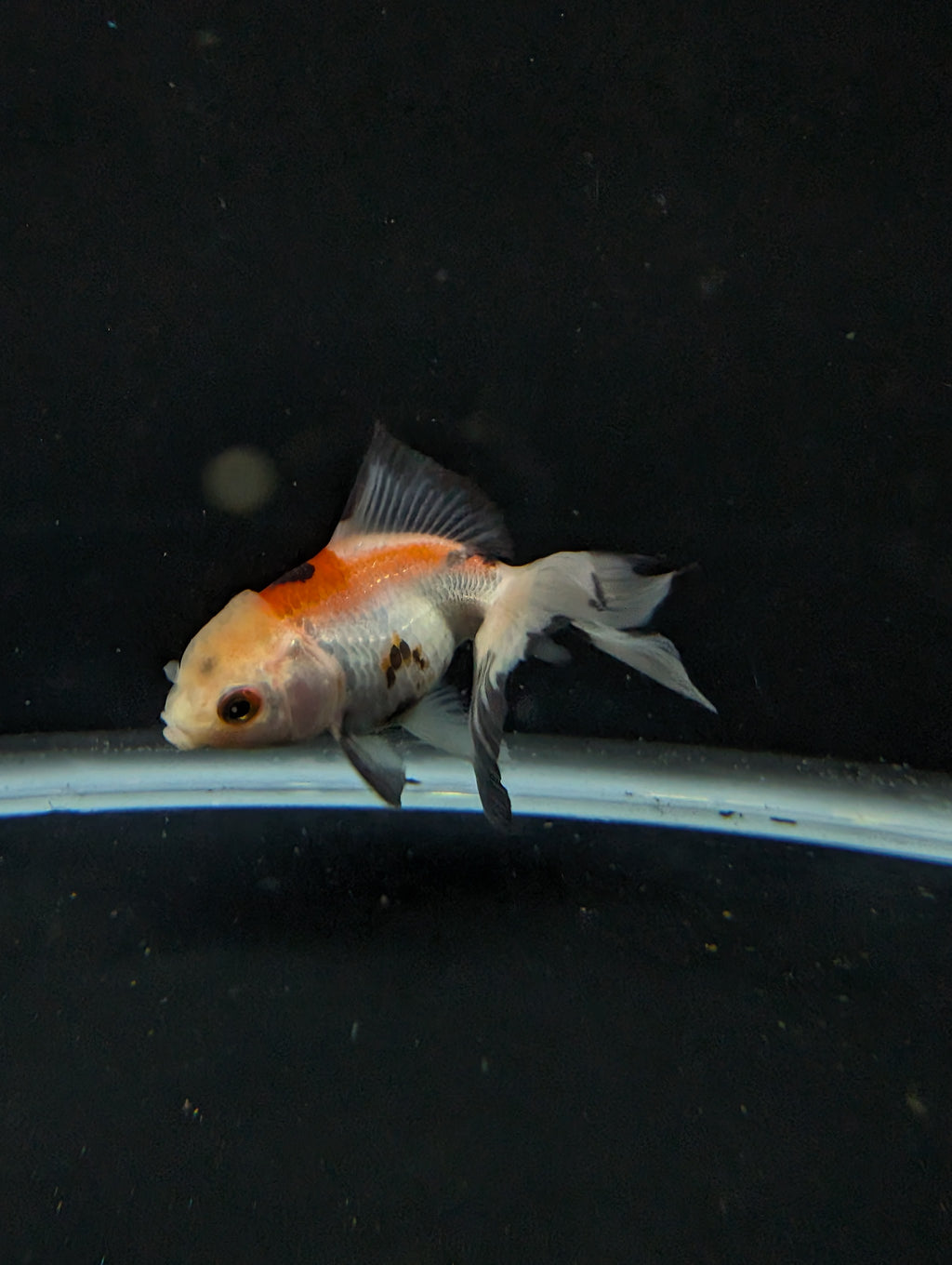 Juvenile Oranda  Tricolor 3"-3.5"in.  ID#619T1A-015