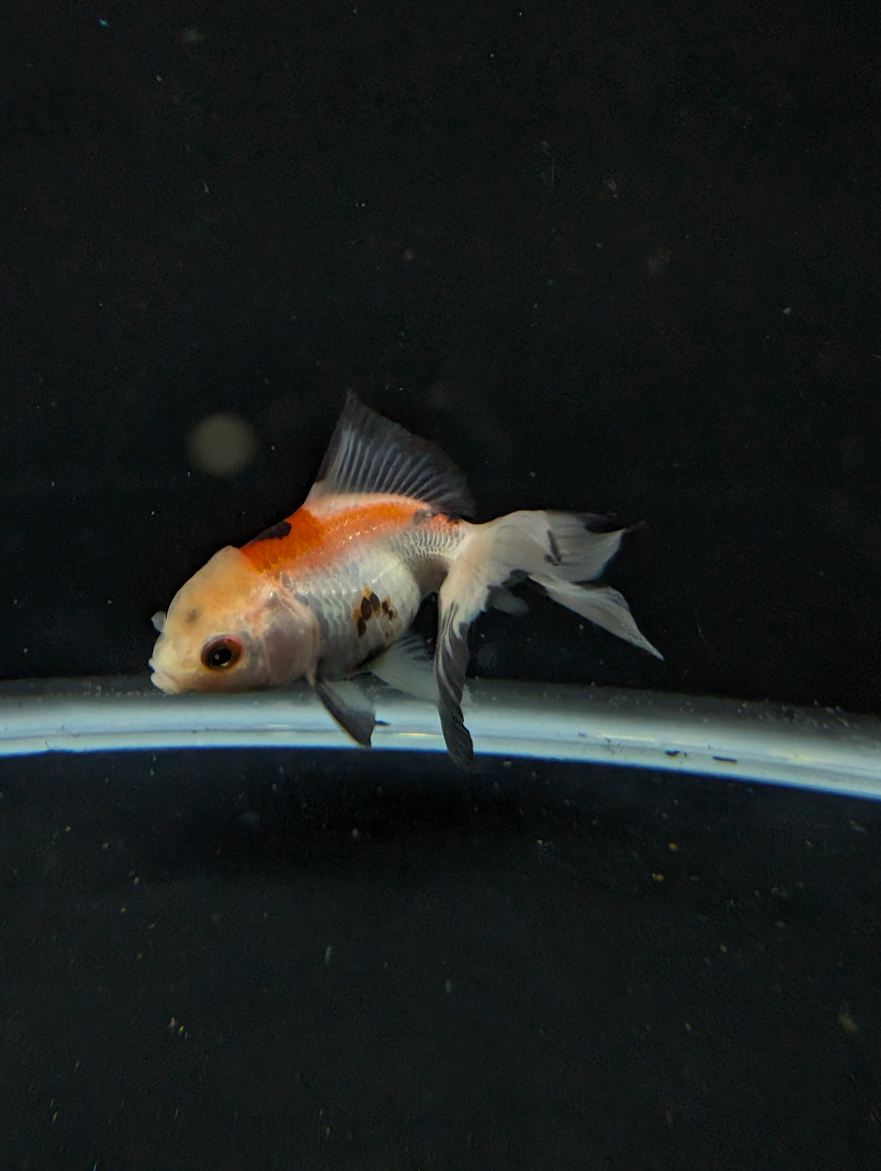 Juvenile Oranda  Tricolor 3"-3.5"in.  ID#619T1A-015