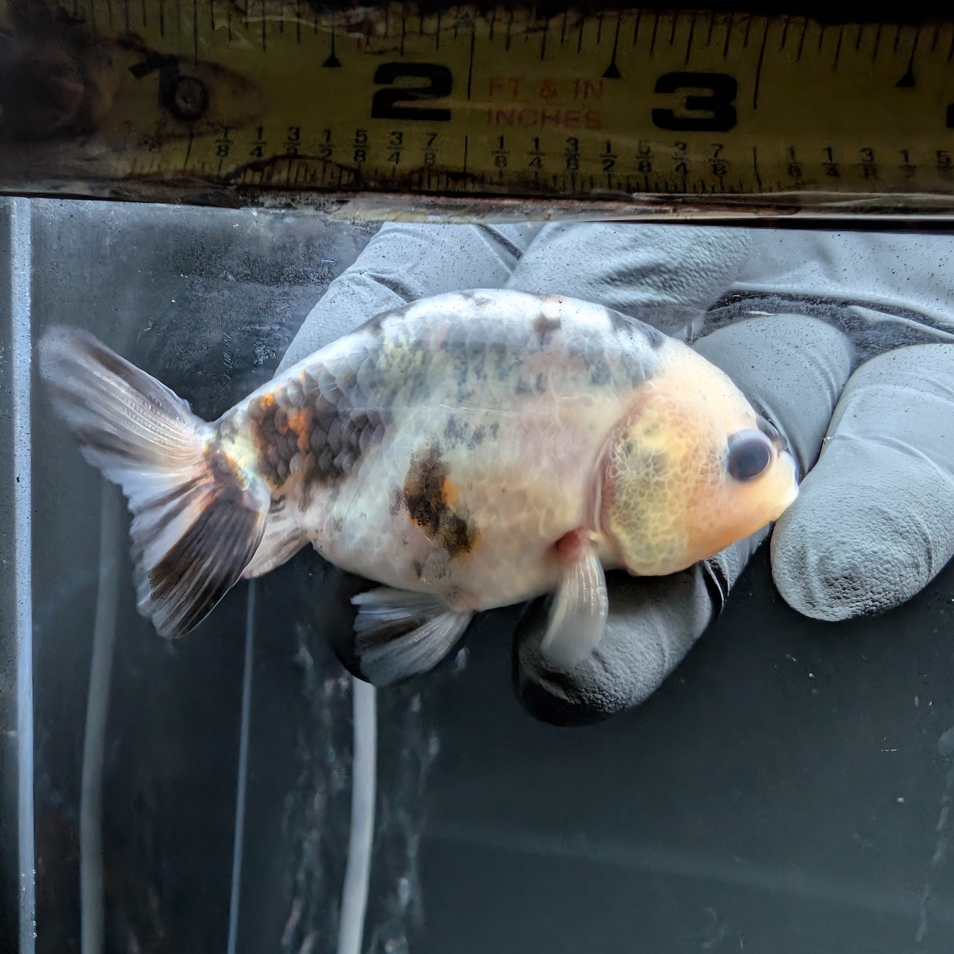 Ranchu Calico 3"-3.5" in. ID#522R4A-006
