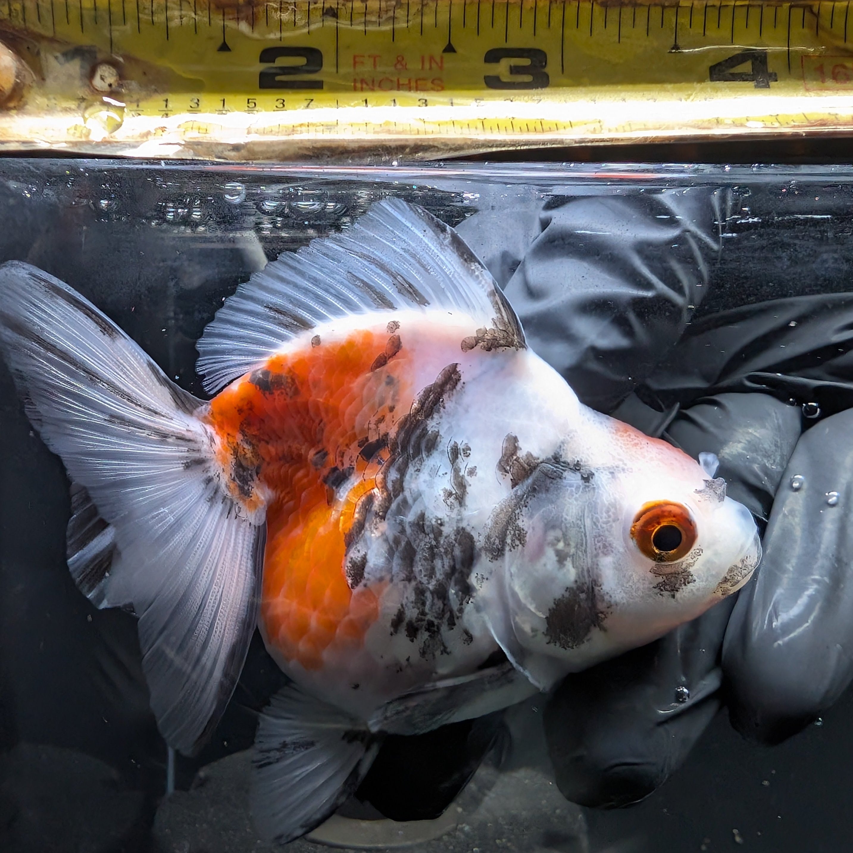 Jumbo Ryukin Short Tail Kirin Calico 4"-4.5" in. ID#4245B-002