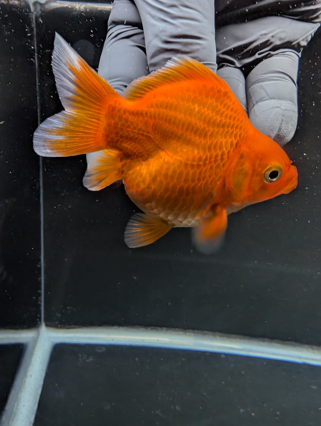 Tamasaba Red White 3"-3.5" in. ID#1009TM1B-001