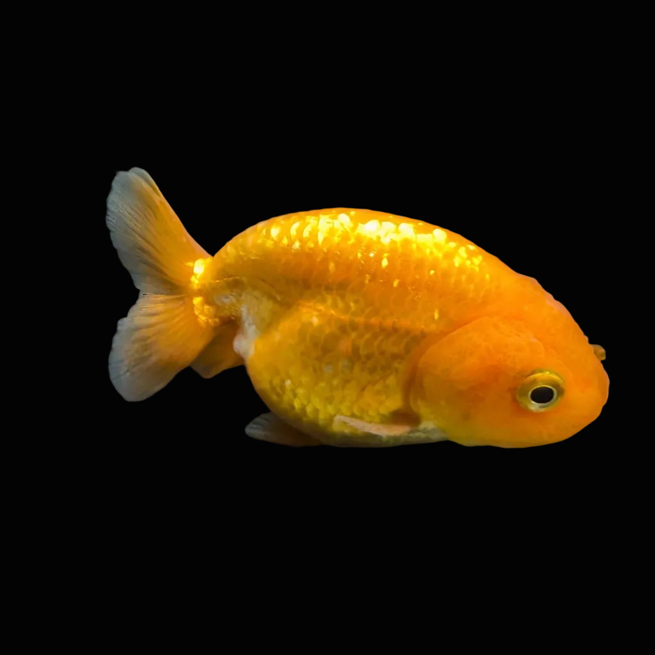 Ranchu Red White 3"-3.5" in. ID#424R13A-011