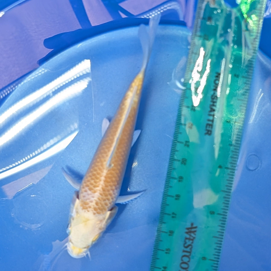 Yamabuki Ogon Koi  5"-6"in. ID#806BFK-011
