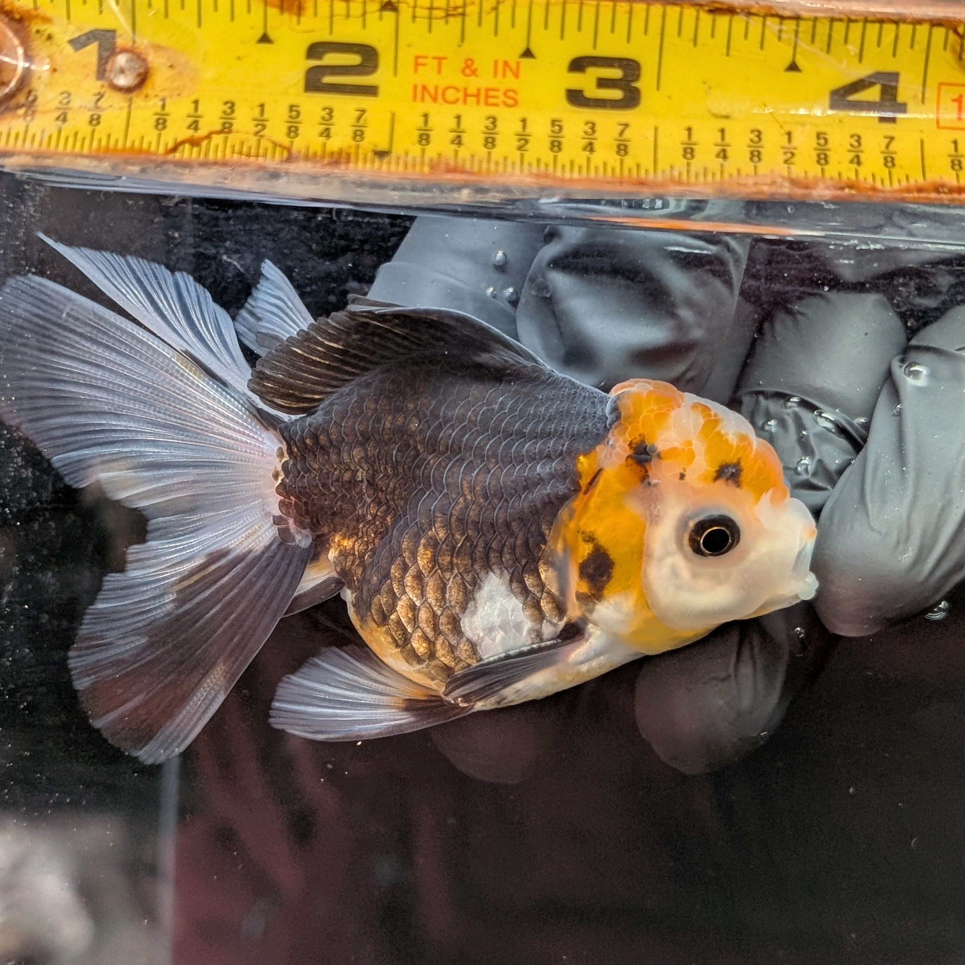Juvenile Oranda Tricolor 3.5"-4" in.  ID#410T8A-014