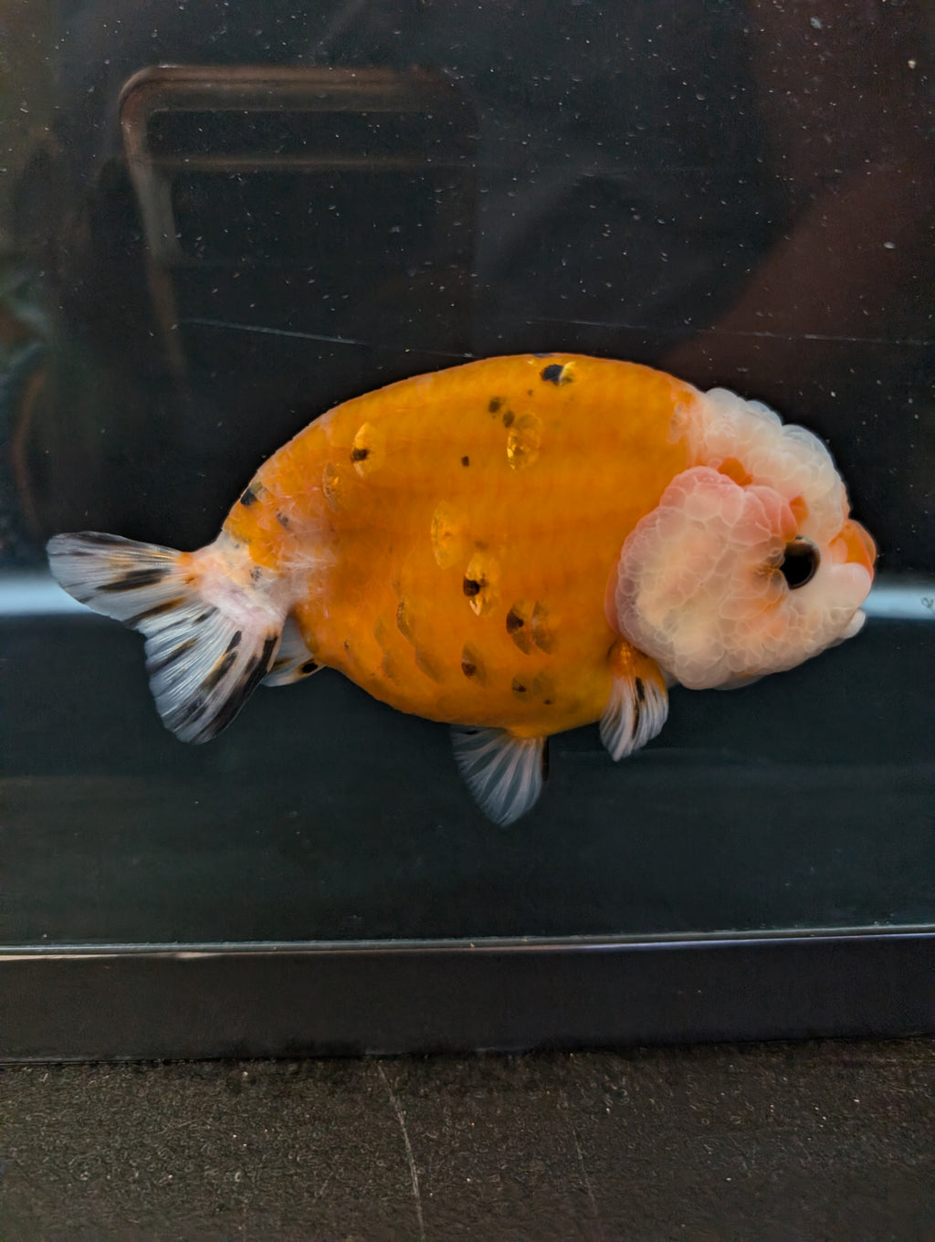 Jumbo Ranchu Sakura Calico 4.5"-5" in. ID#814R8A-022