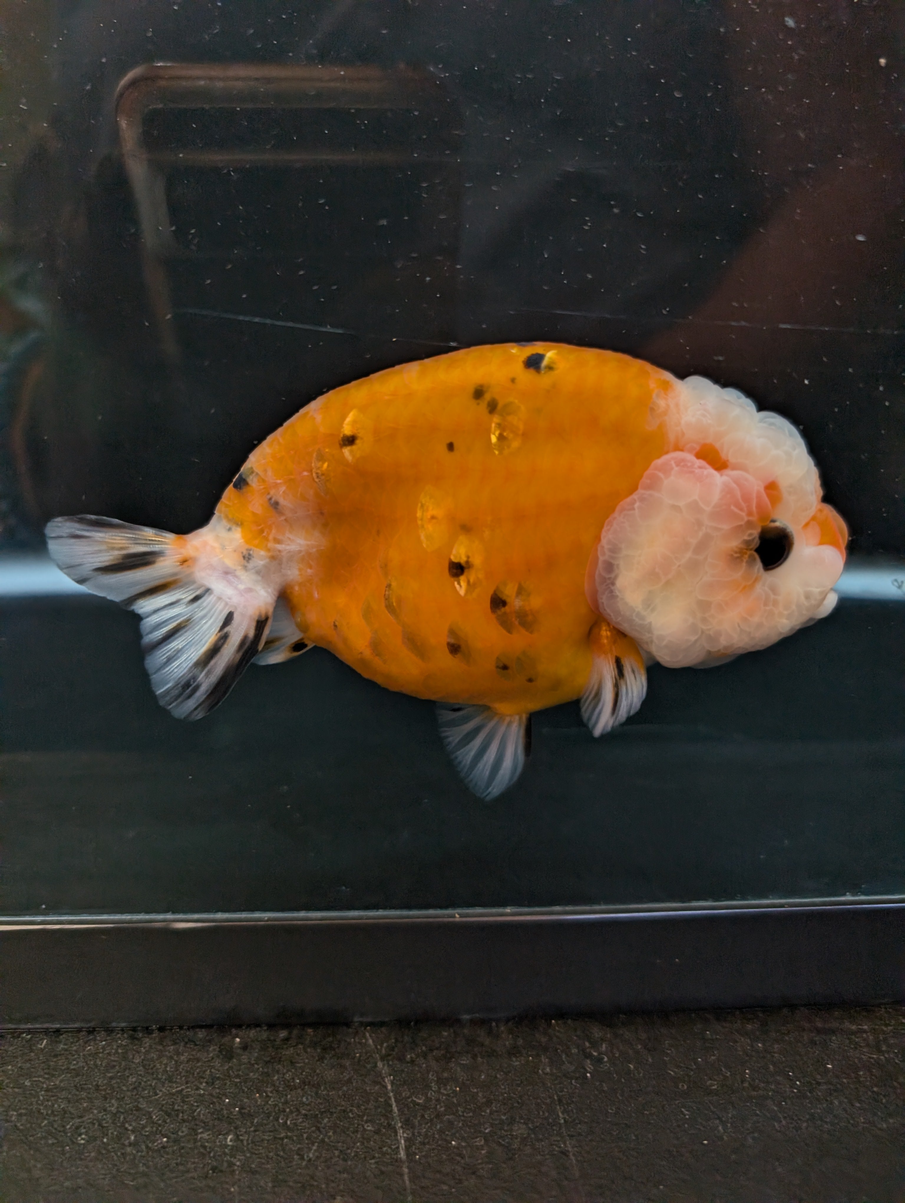 Jumbo Ranchu Sakura Calico 4.5"-5" in. ID#814R8A-022