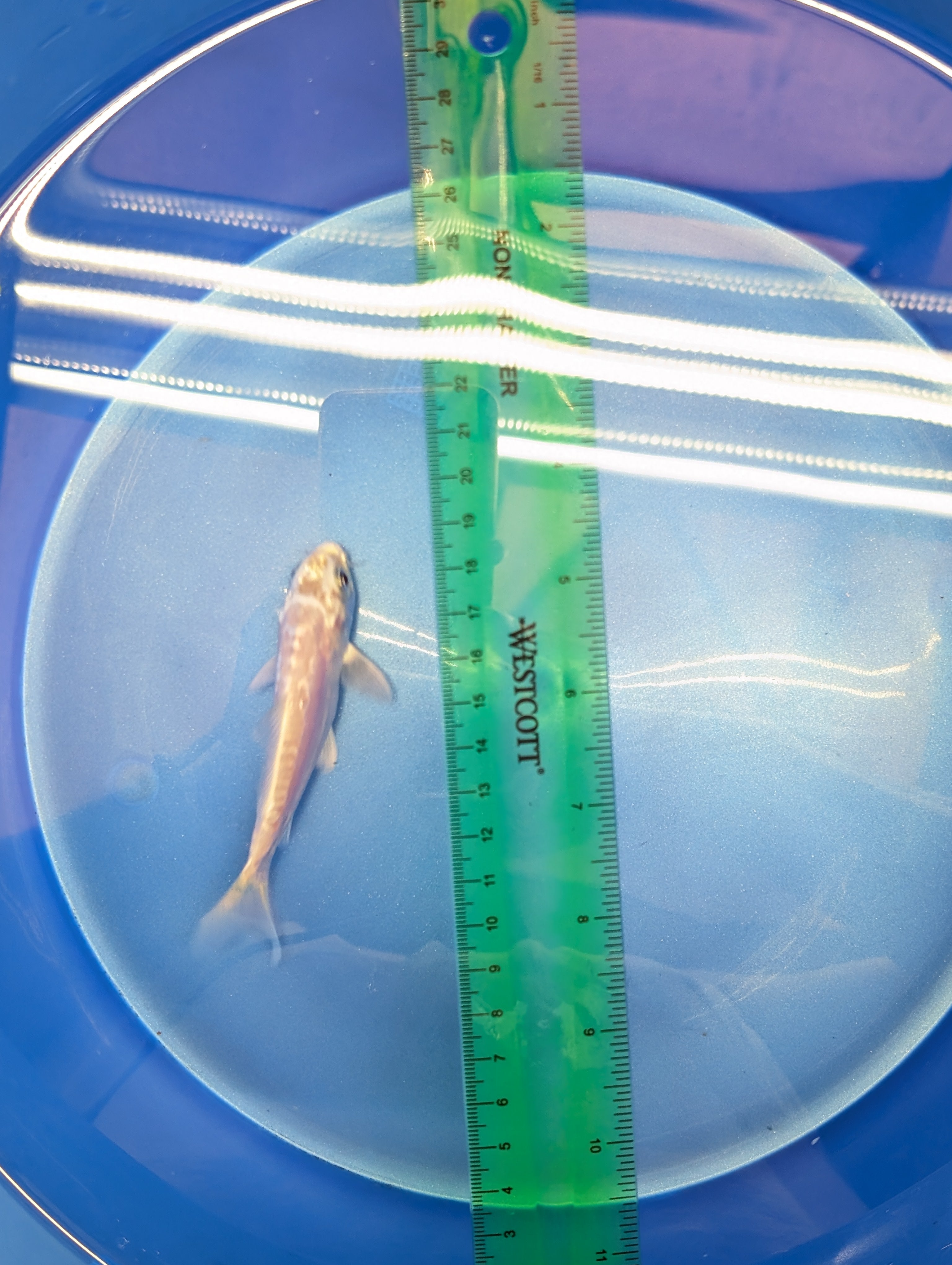 Doitsu Platinum Ogon Koi  4"in. ID#806BFK-018