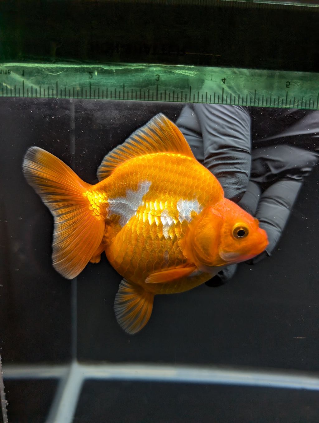 Jumbo Ryukin Short Tail Red White 4.5" in. ID#828STR5B-002