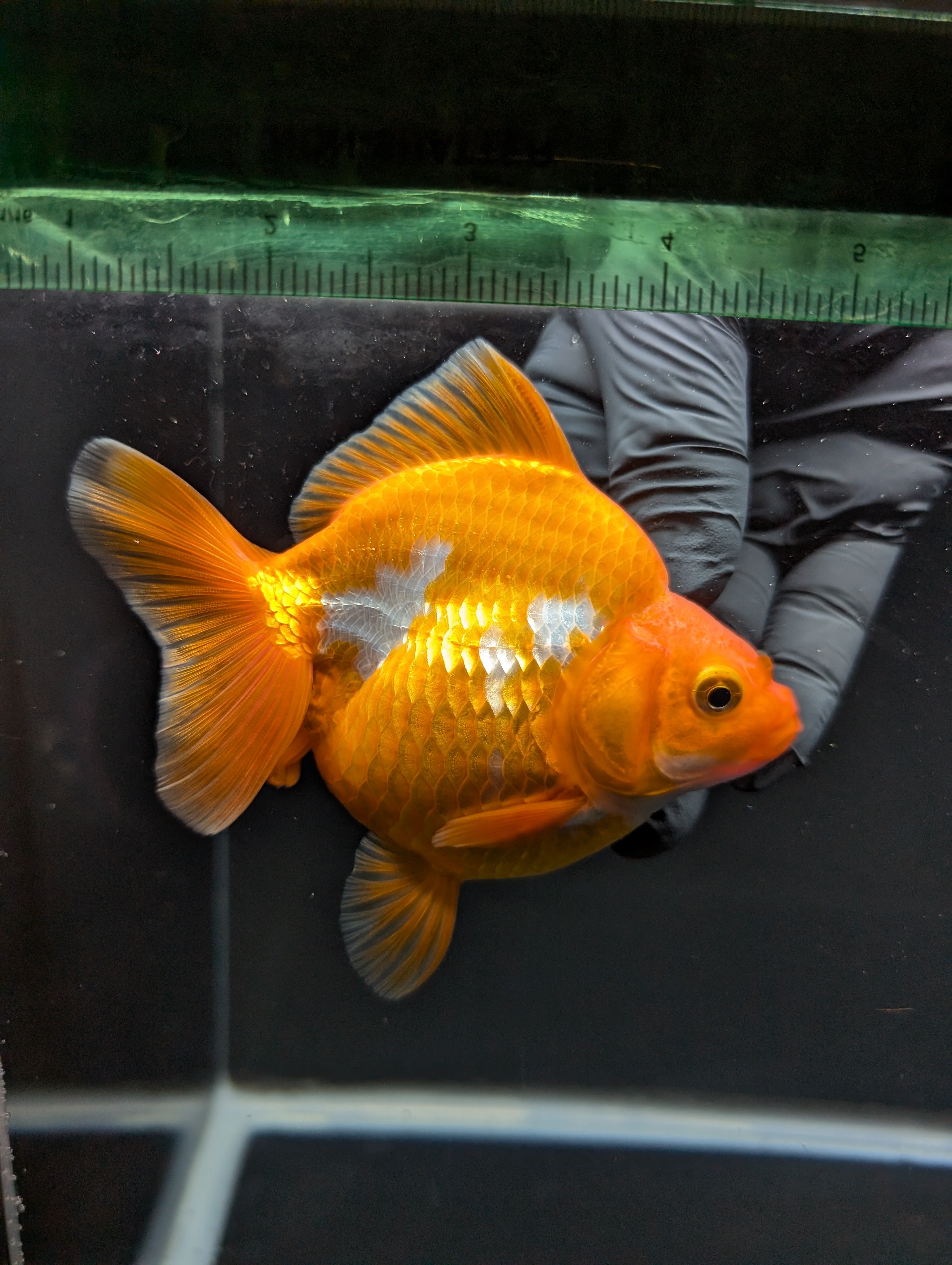 Jumbo Ryukin Short Tail Red White 4.5" in. ID#828STR5B-002