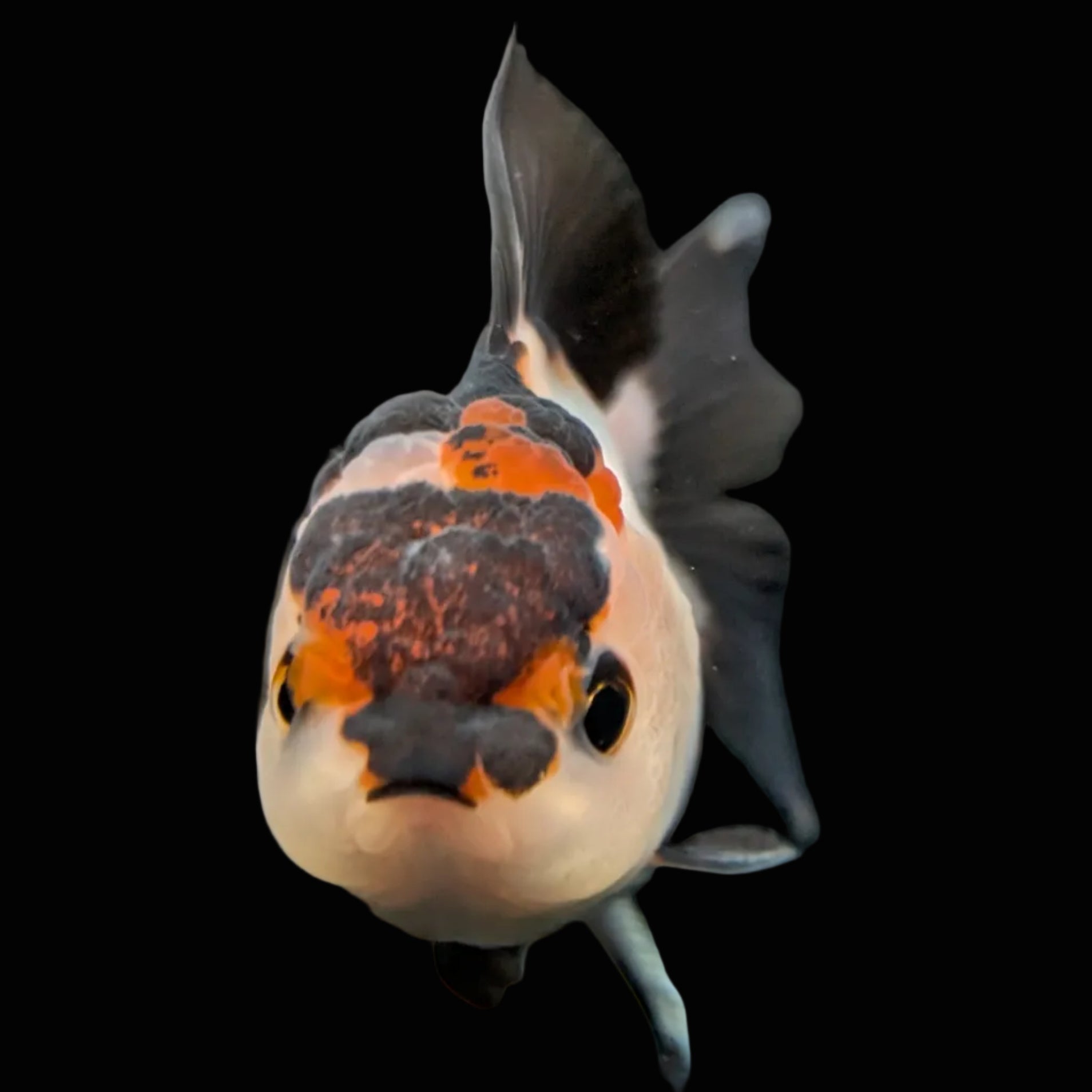 Thai Juvenile Oranda Tricolor 3.5"-4"in.  ID#731T1A-051