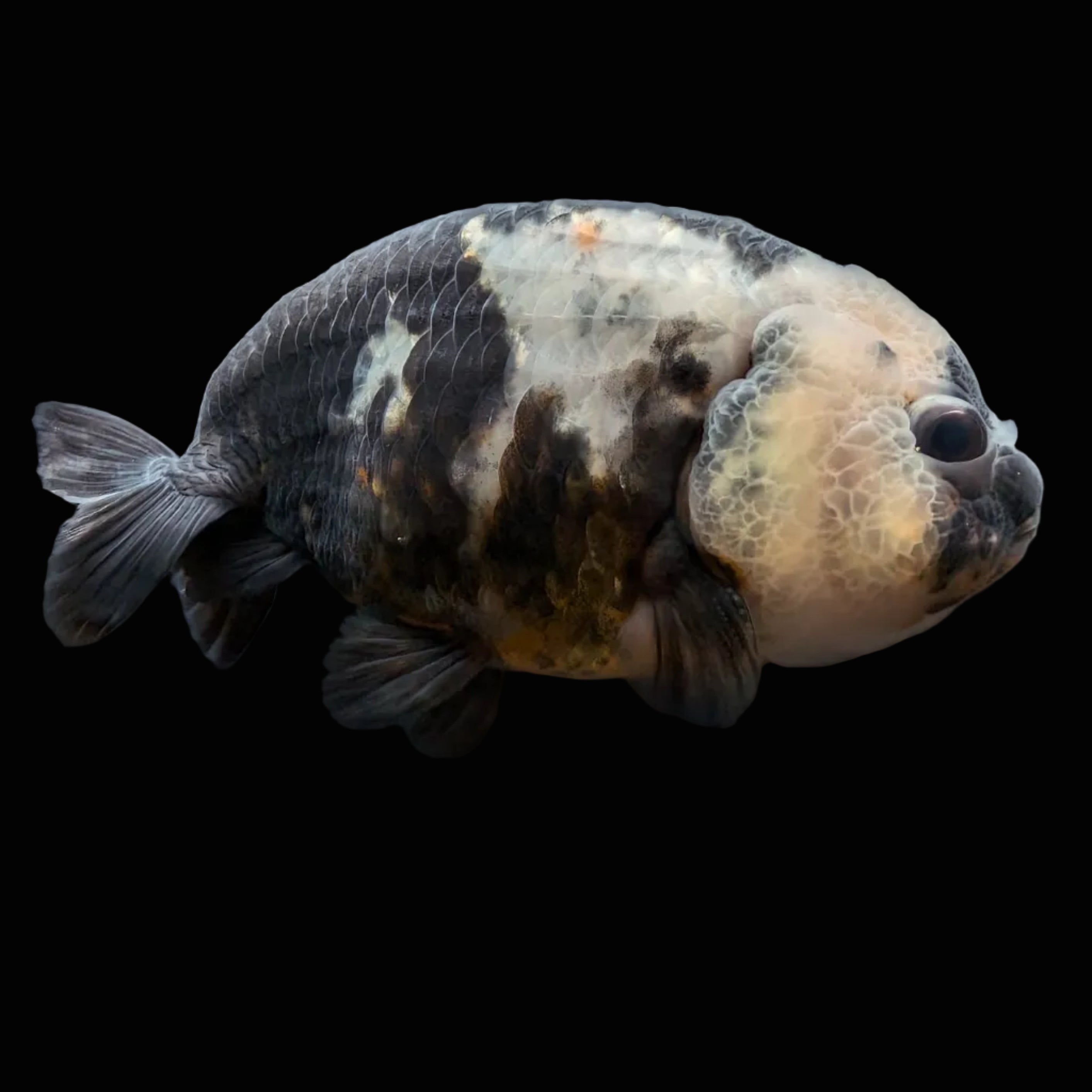 Jumbo Ranchu Milk Cow Calico 3.5"- 4" in. ID#710R8A-022