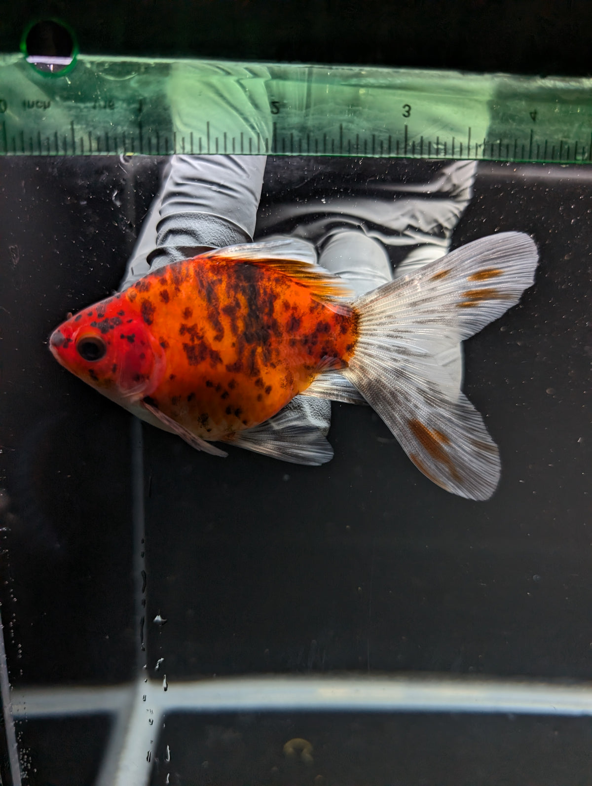 Tamasaba Calico 3"-3.5" in. ID#1009TM1B-010