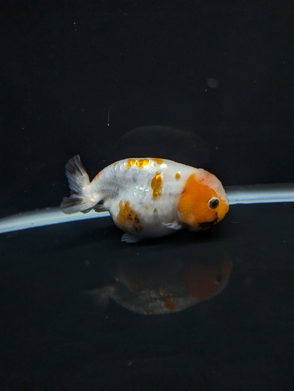 Jumbo Ranchu Sakura Calico 4.5"-5" in. ID#828R8A-052