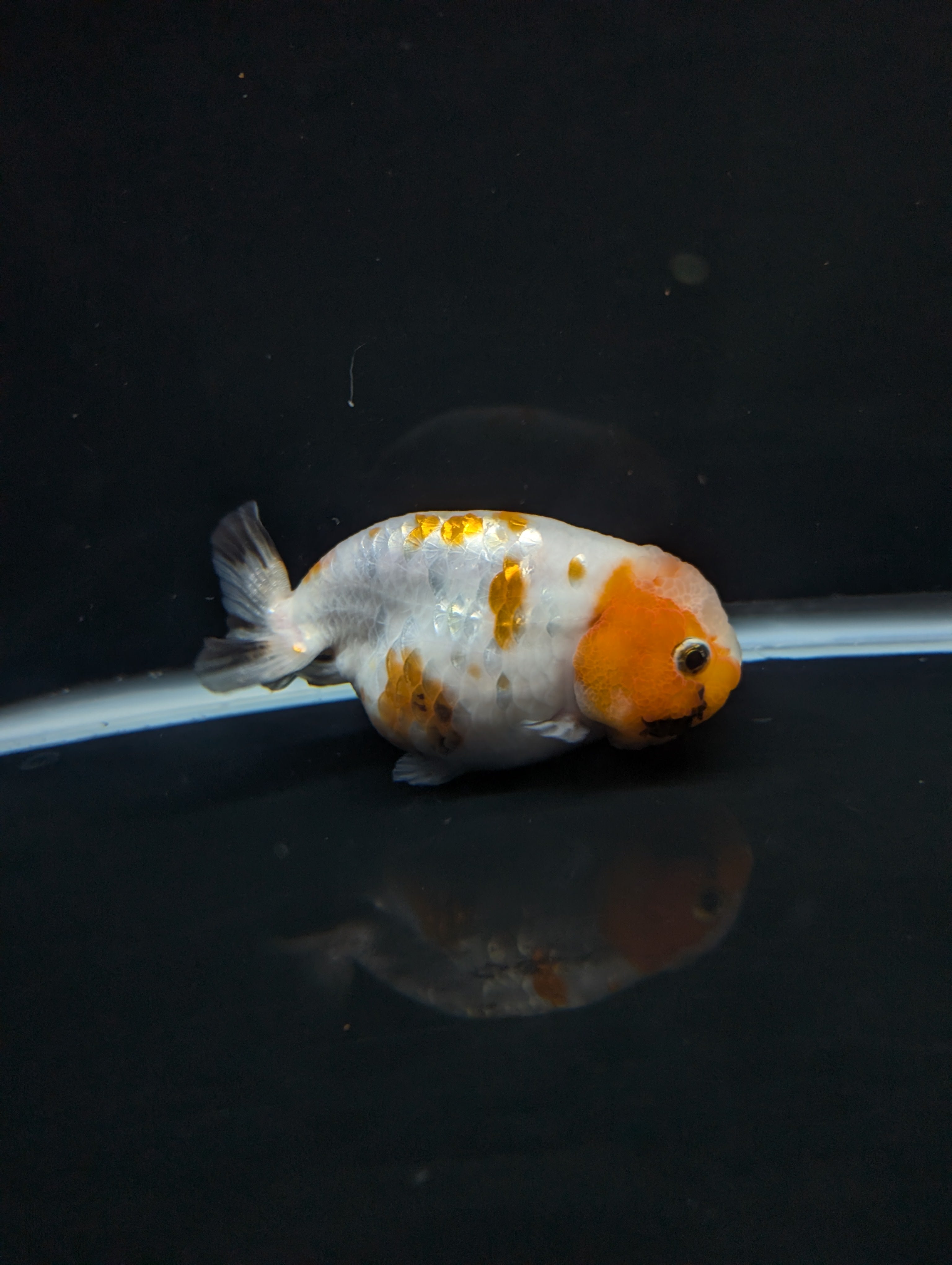 Jumbo Ranchu Sakura Calico 4.5"-5" in. ID#828R8A-052