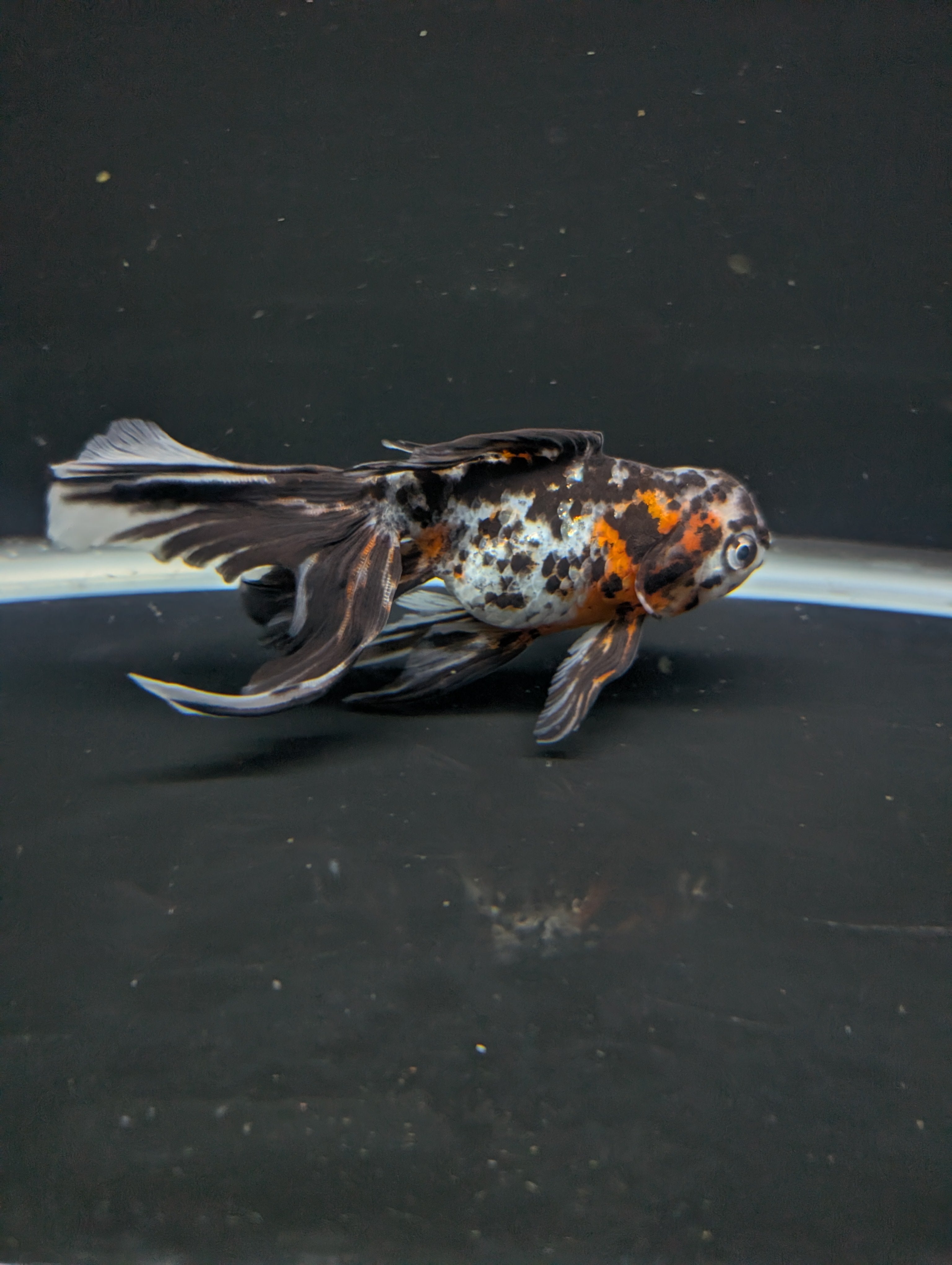 Calico Oranda 5"in. ID#821LB2A-61 Please See Notes.