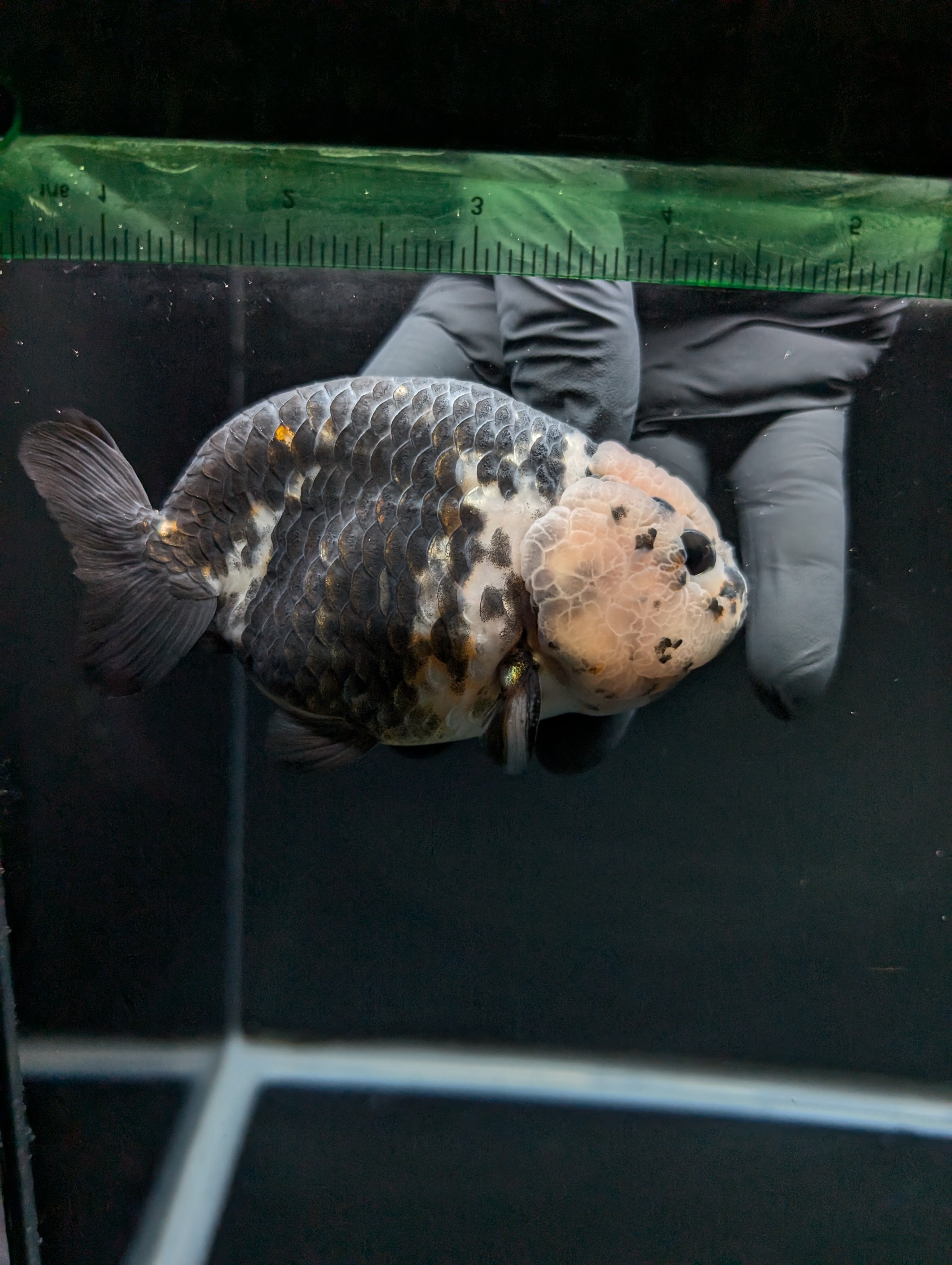 Jumbo Ranchu Heavy Ink Calico 4.5"-5" in. ID#828R8A-053