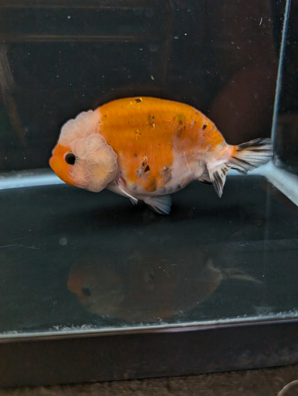 Jumbo Ranchu Sakura Calico 4.5"-5" in. ID#814R8A-022