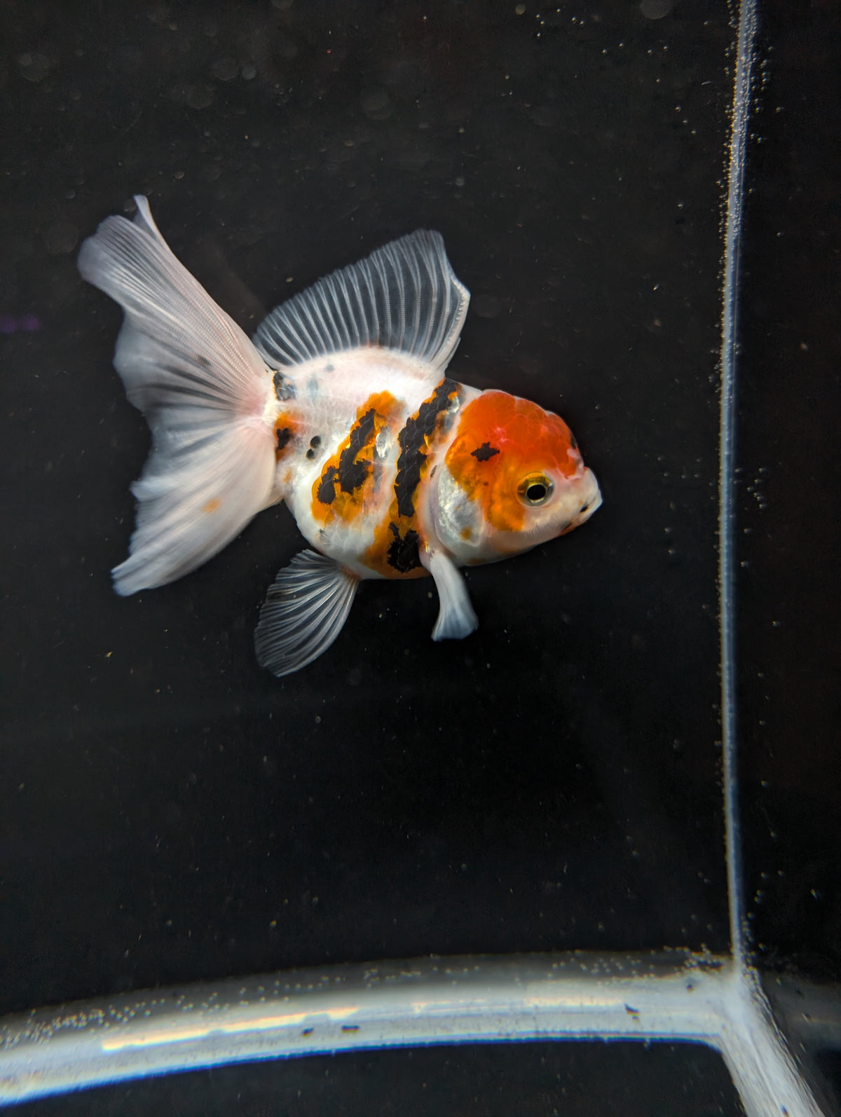 Thai Oranda White Tiger Calico 4"-4.5"in.  ID#1016T1A-002